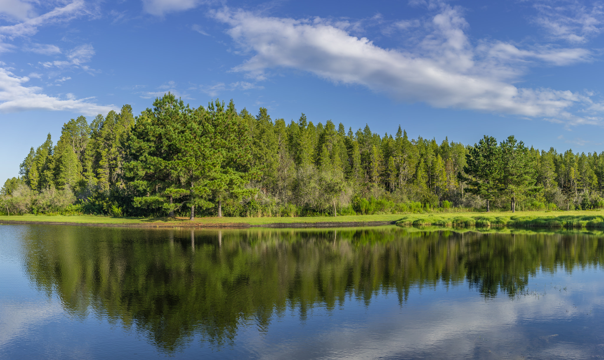 Sony a7R II sample photo. Treetober photography