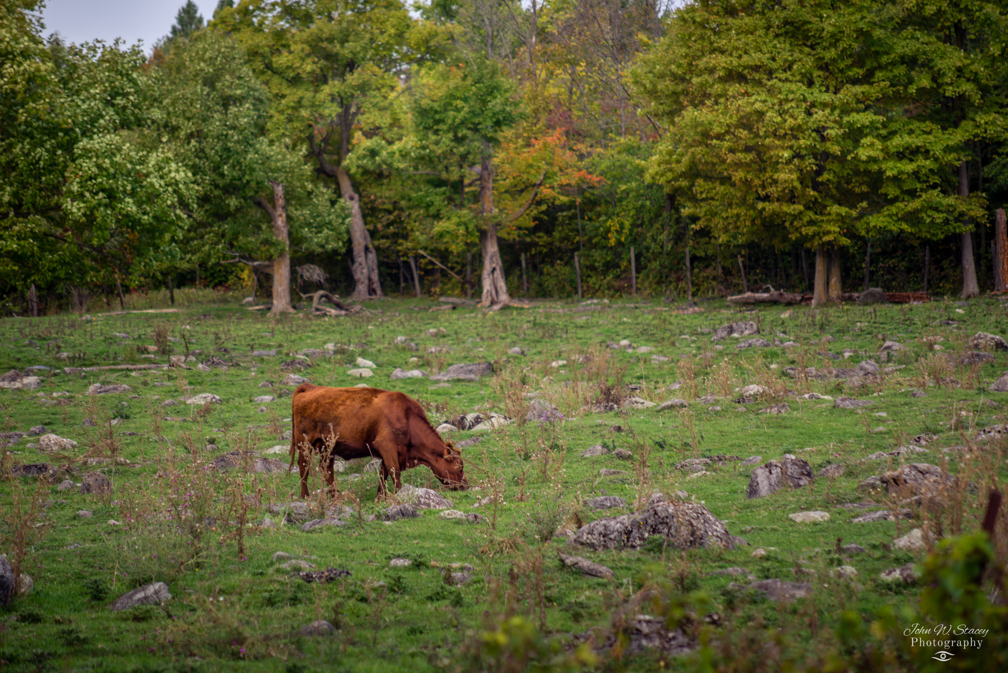 Nikon D610 sample photo. Betty the cow. photography