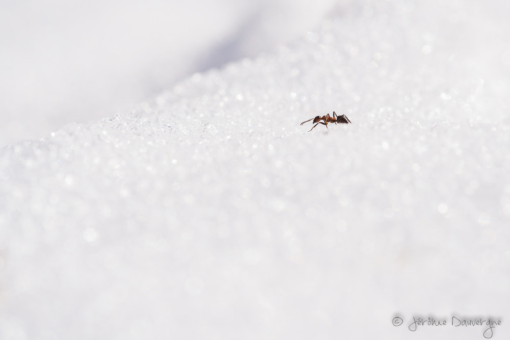 Sigma 105mm F2.8 EX DG Macro sample photo. Famine photography