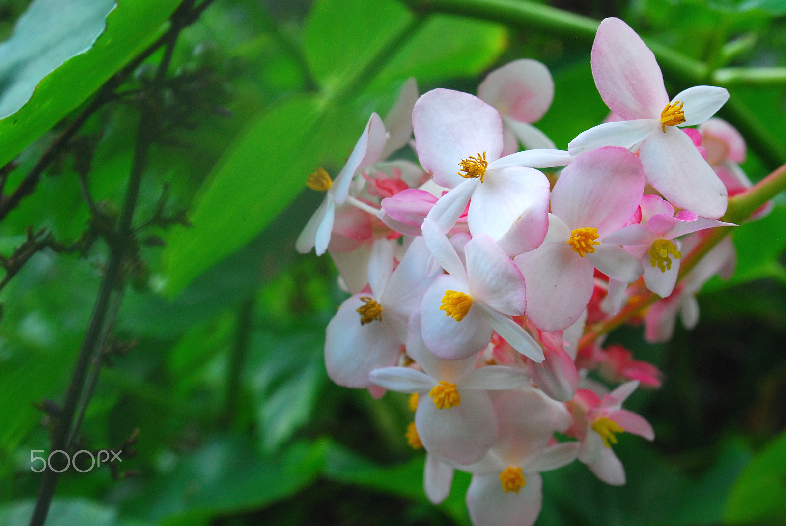 AF Zoom-Nikkor 28-80mm f/3.3-5.6G sample photo. Gentle cluster photography