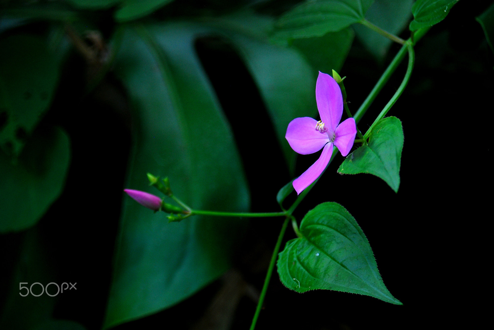 AF Zoom-Nikkor 28-80mm f/3.3-5.6G sample photo. Lone explorer photography