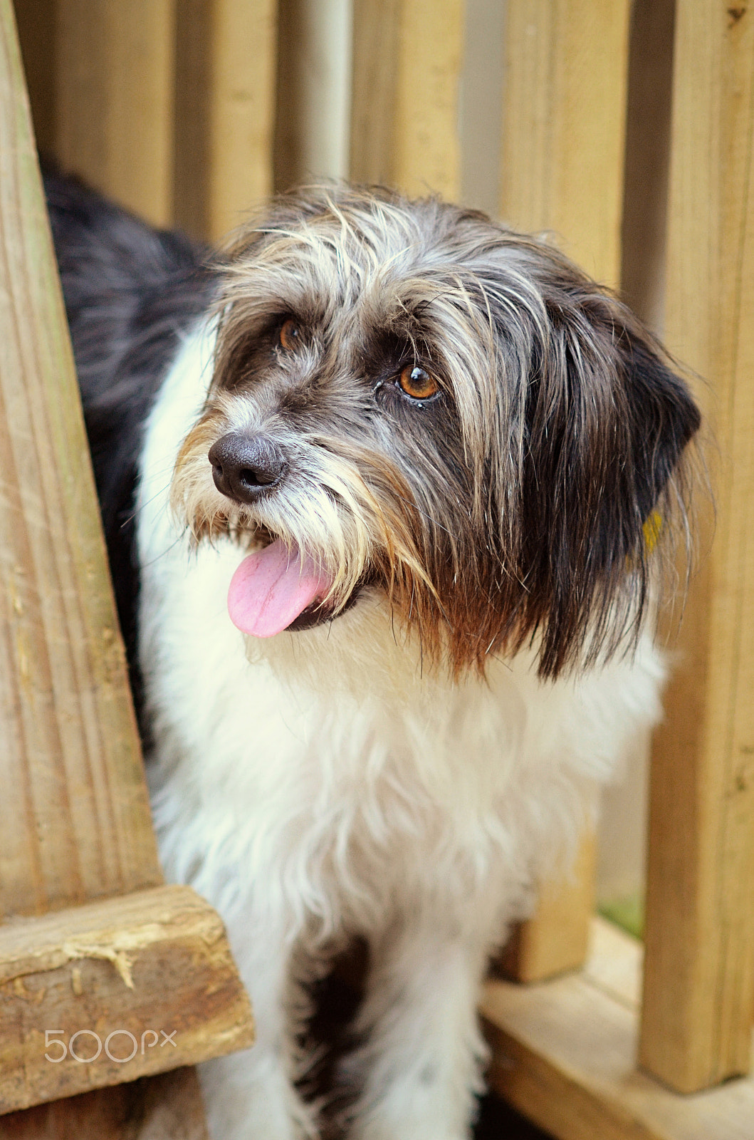 Nikon D7000 sample photo. Terrier sweetheart photography