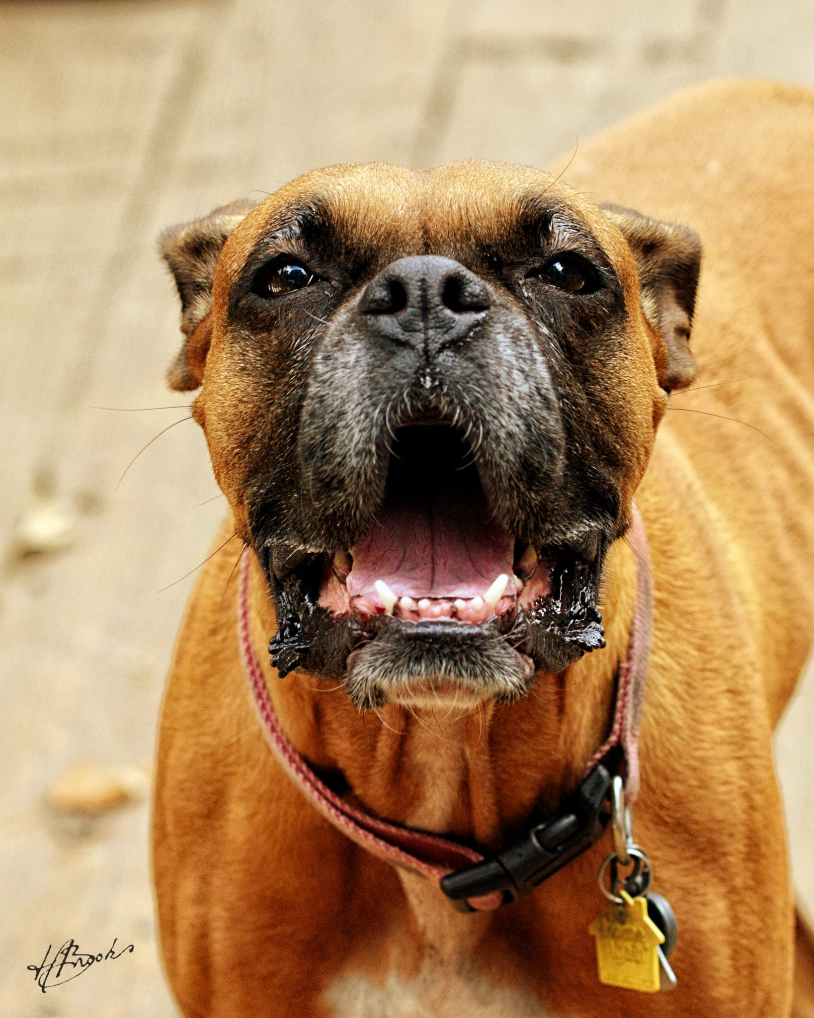 Nikon D7000 sample photo. Boxer bark photography