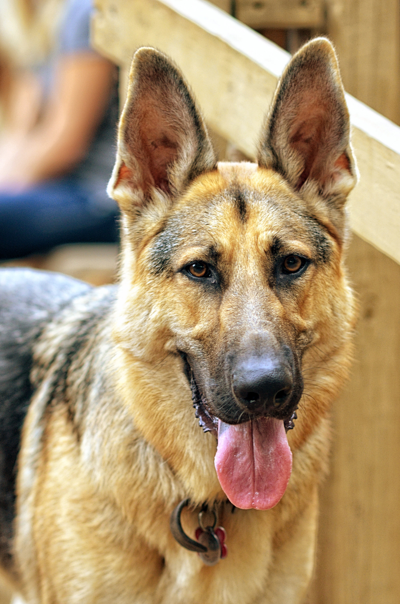 Nikon D7000 + AF DC-Nikkor 135mm f/2D sample photo. German shepherd smile photography