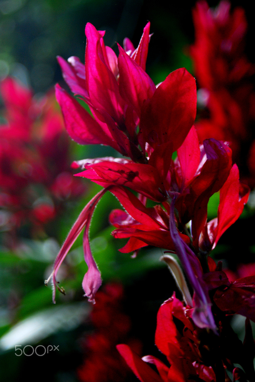 AF Zoom-Nikkor 28-80mm f/3.3-5.6G sample photo. Bloody show photography