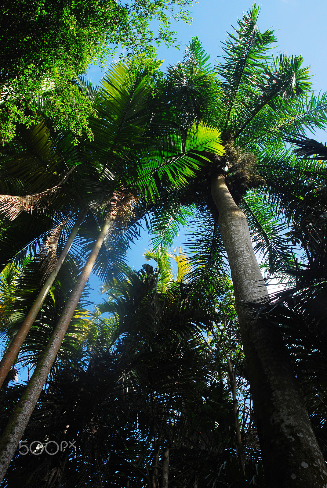 Nikon D80 sample photo. Palm trees stretching photography