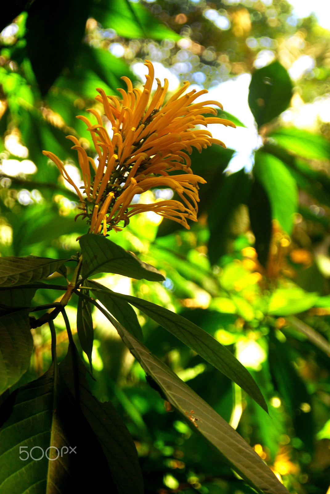 AF Zoom-Nikkor 28-80mm f/3.3-5.6G sample photo. Earthen fireworks photography