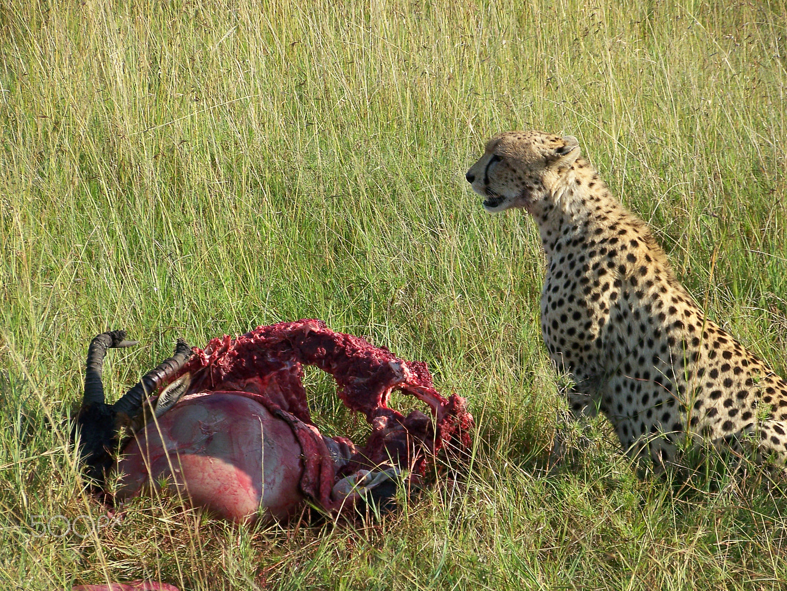 Kodak Z612 ZOOM DIGITAL CAMERA sample photo. Cheetah with breakfast photography