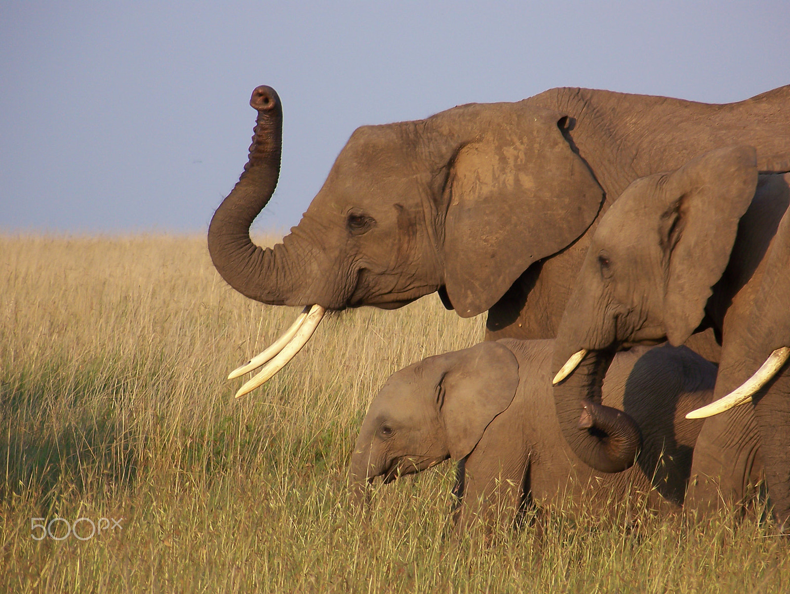 Kodak Z612 ZOOM DIGITAL CAMERA sample photo. Elephant family walk photography