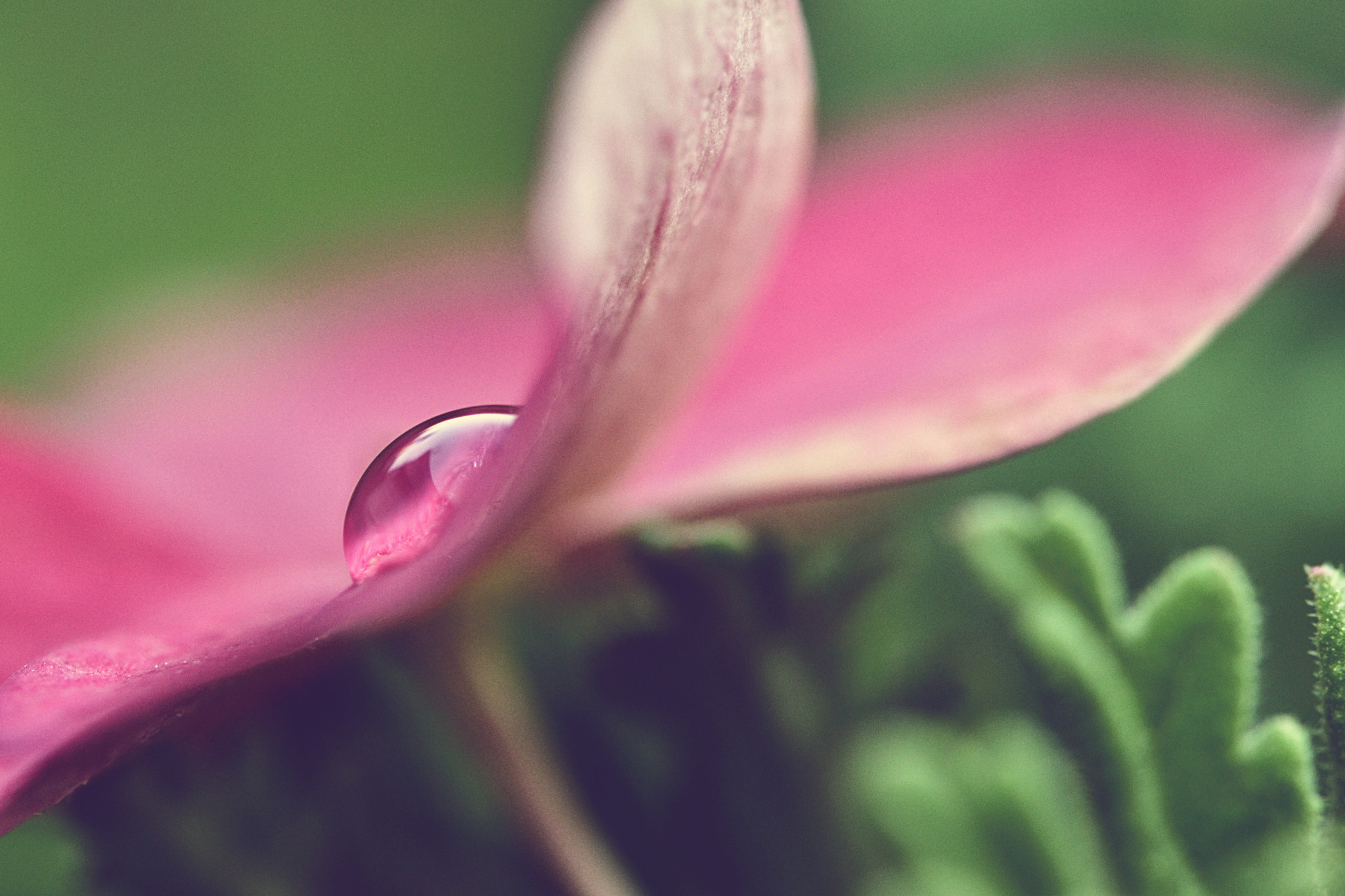 Sigma 105mm F2.8 EX DG OS HSM sample photo. Violet drop photography
