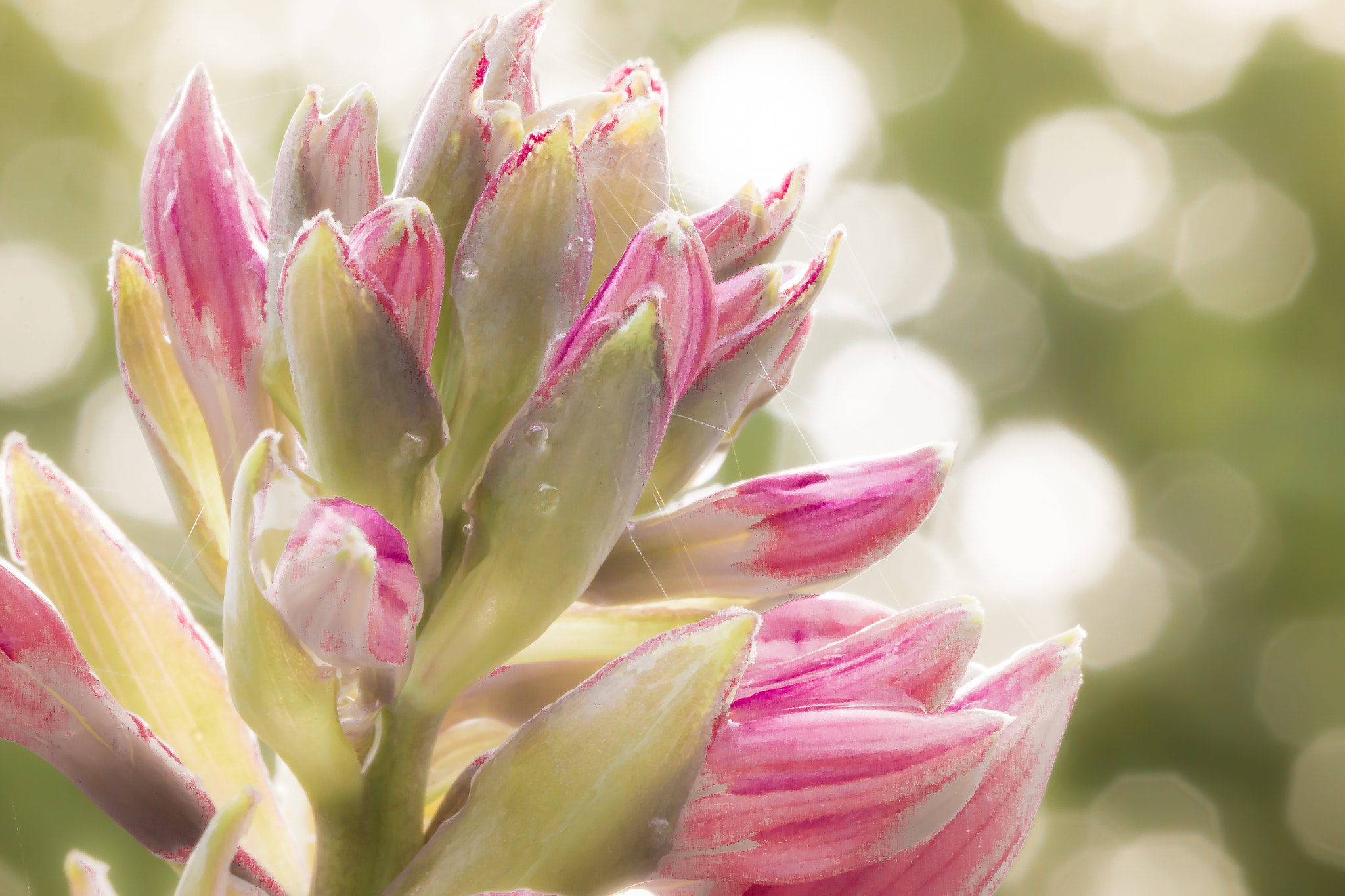 Canon EOS 70D + Canon EF 100mm F2.8L Macro IS USM sample photo. Herzblattlilie photography