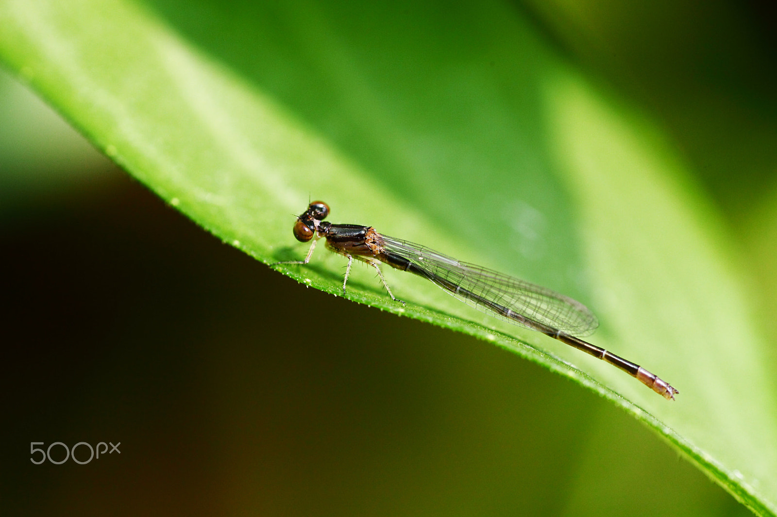 Canon EF 180mm F3.5L Macro USM sample photo. Damselfly photography