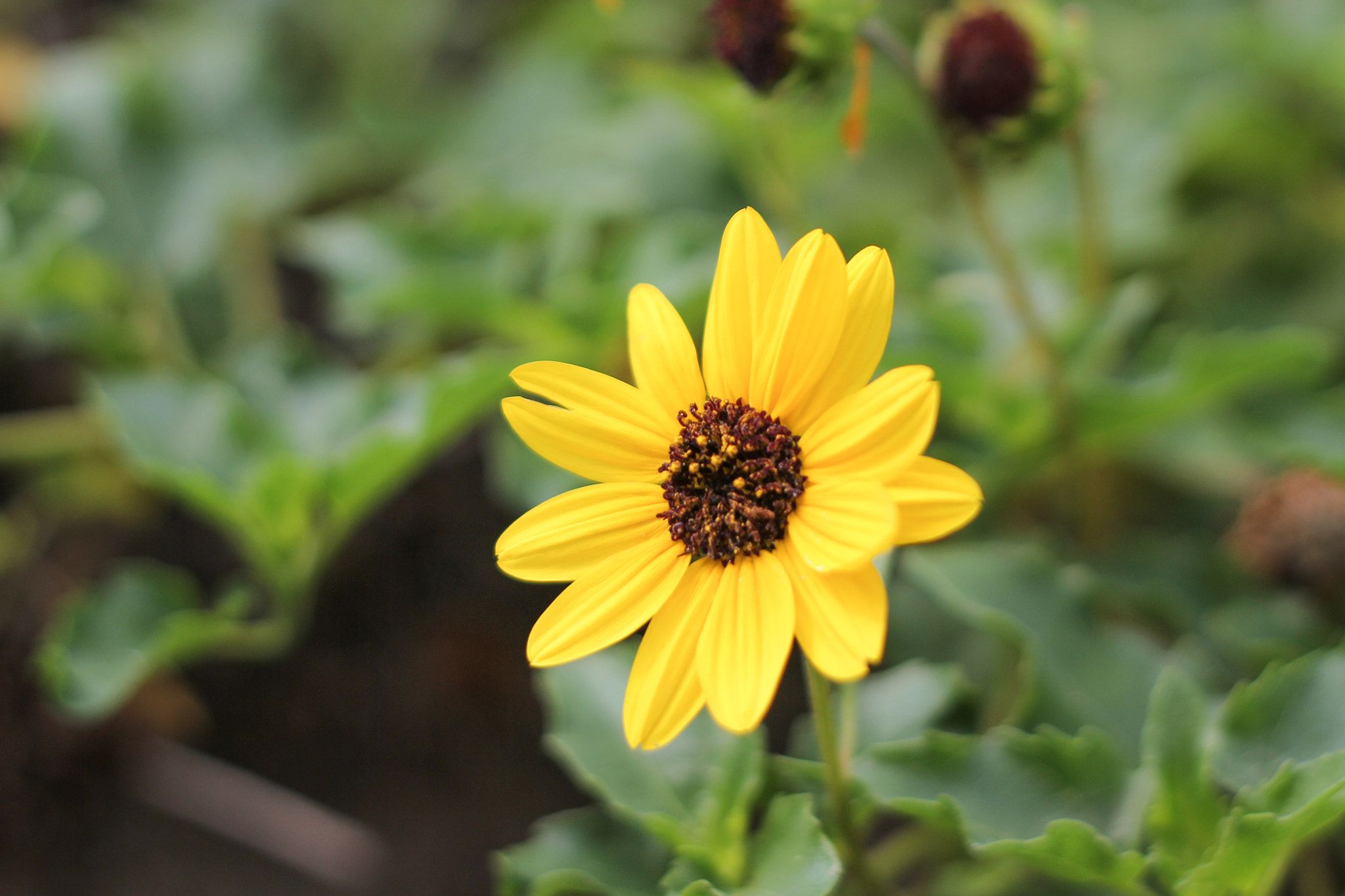 Canon EOS 60D + Canon EF 50mm f/1.8 sample photo. Wildflower photography