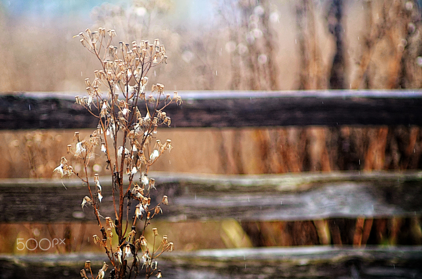 Nikon D7000 + AF DC-Nikkor 135mm f/2D sample photo. Autumn fences photography