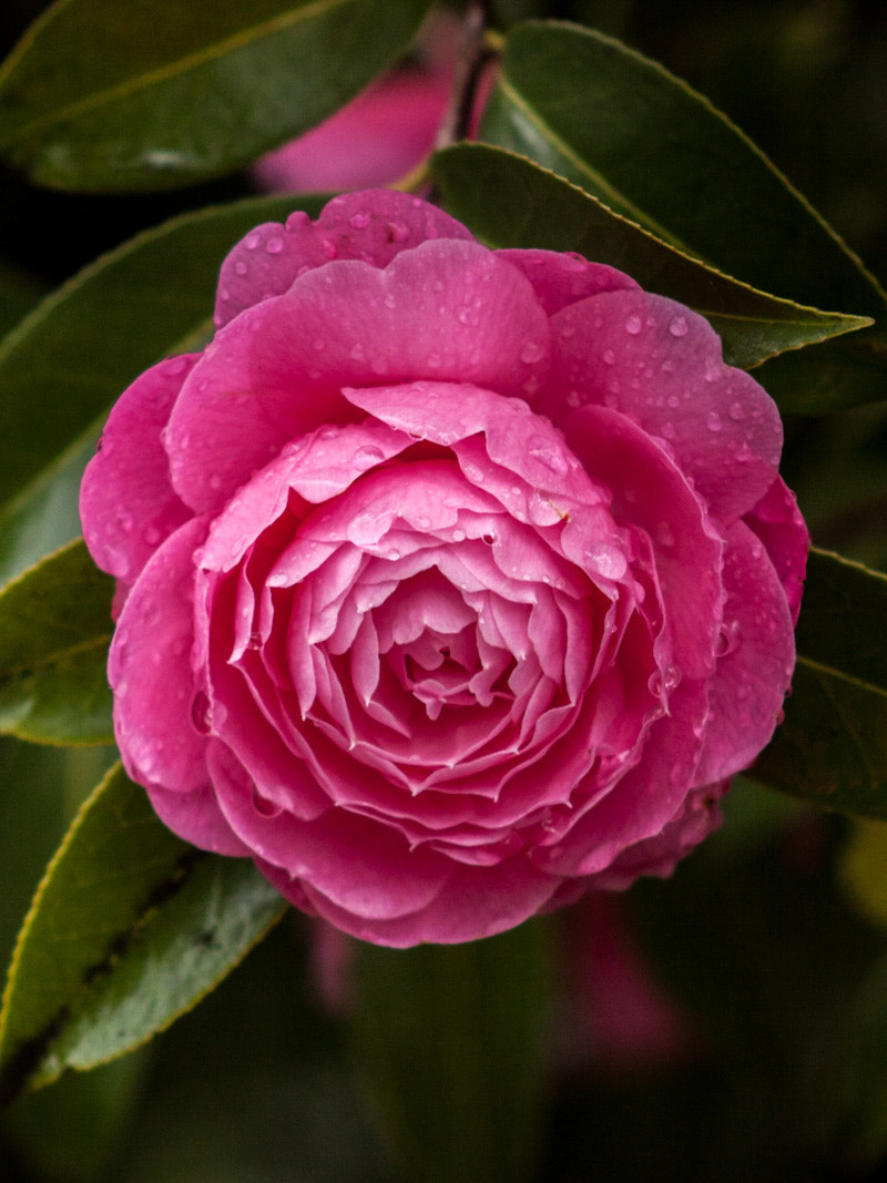 Canon EF 55-200mm F4.5-5.6 II USM sample photo. Bloom photography