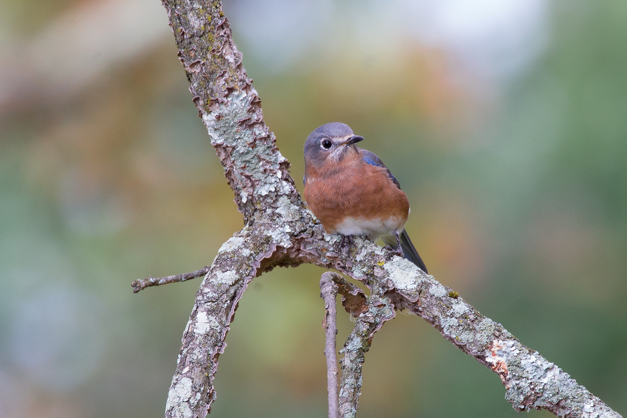 Canon EOS-1D X sample photo. Rgp_9031-3.jpg photography