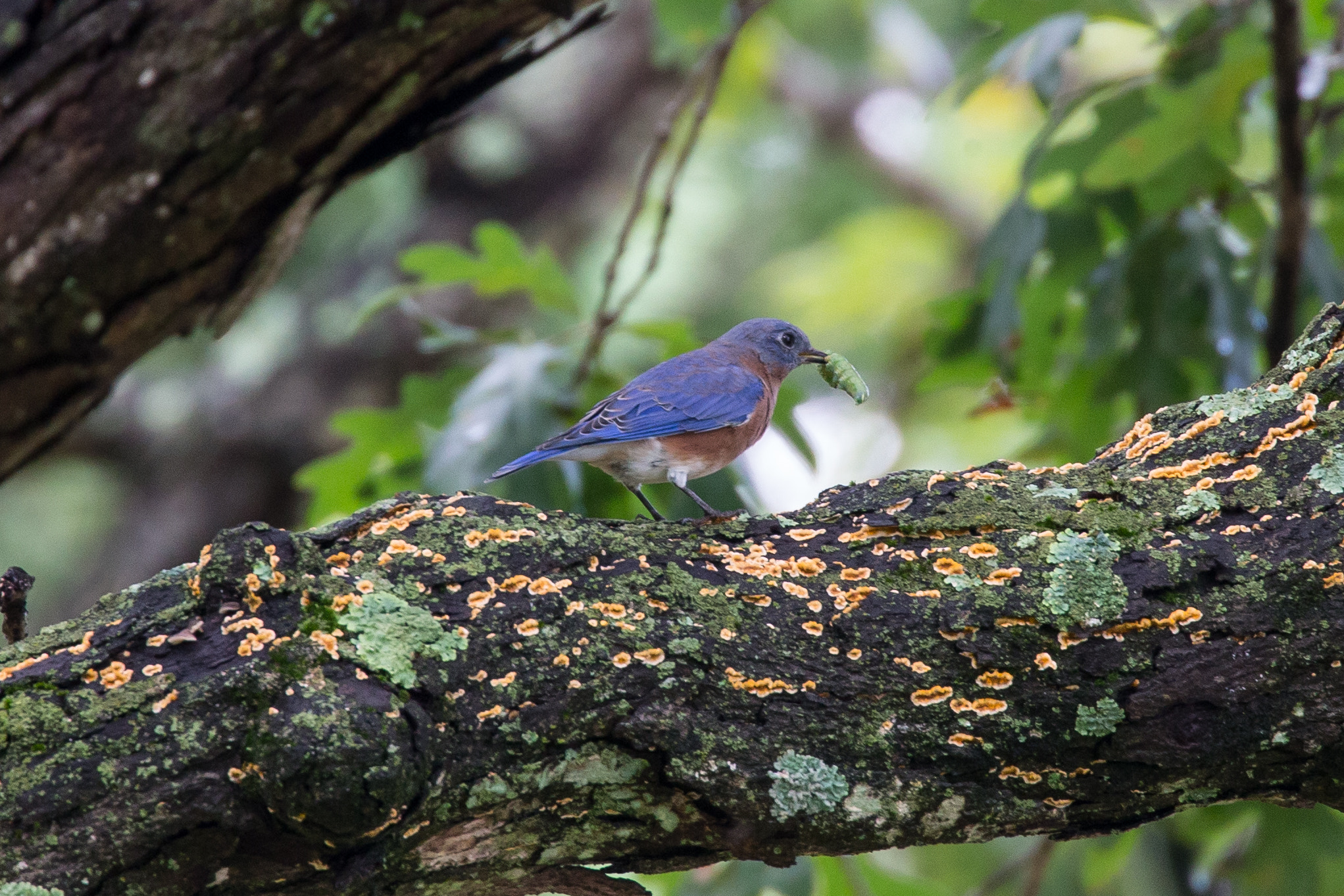 Canon EOS-1D X sample photo. Rgp_9062-3.jpg photography