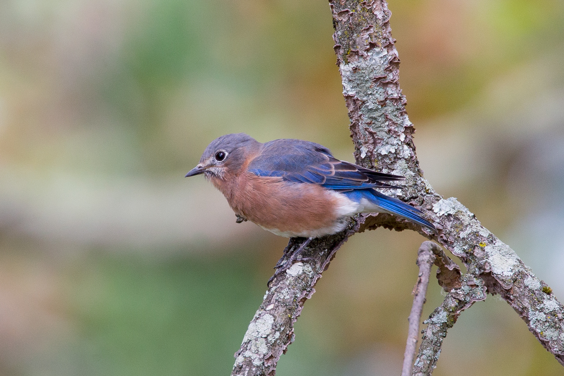 Canon EOS-1D X sample photo. Rgp_9036-3.jpg photography