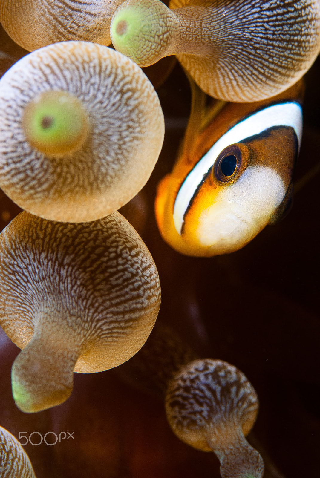 Nikon D200 + Nikon AF-S Micro-Nikkor 105mm F2.8G IF-ED VR sample photo. Clownfish in bubble-tip anemone photography