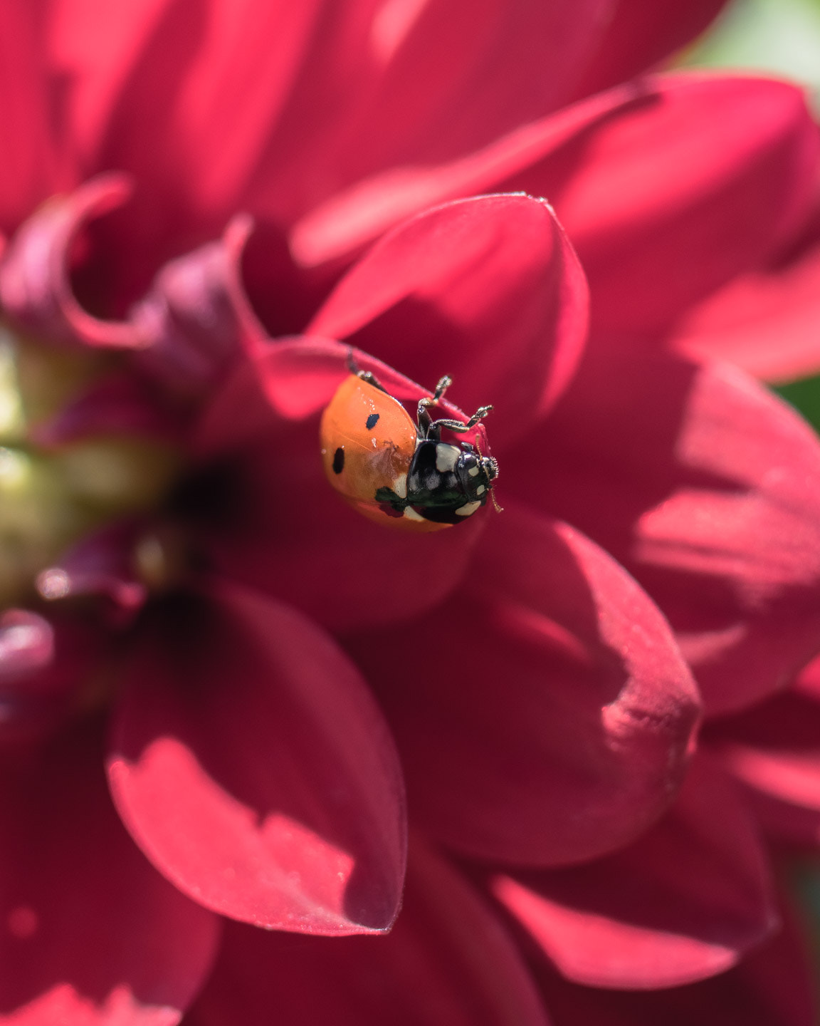 Nikon D5500 sample photo. Ladybird on red photography