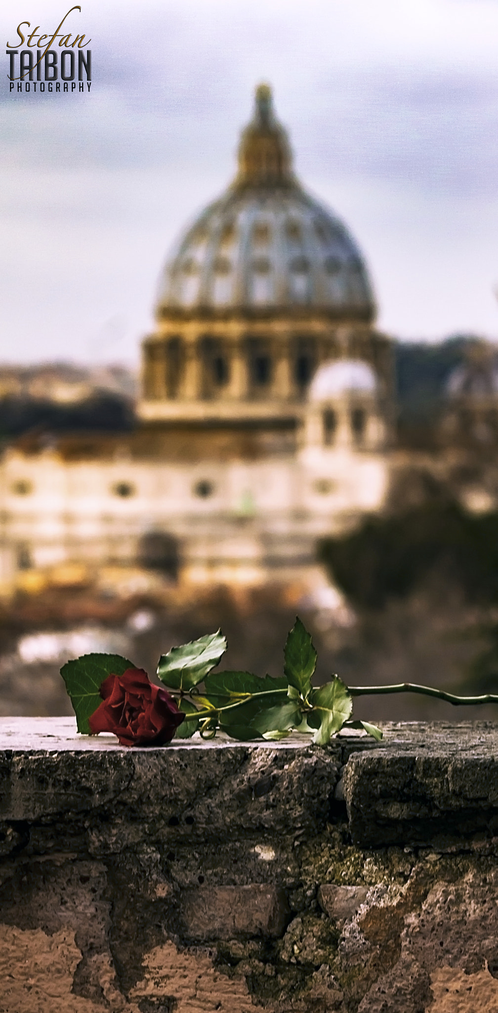 Canon EOS 550D (EOS Rebel T2i / EOS Kiss X4) sample photo. A rose for the vatican photography