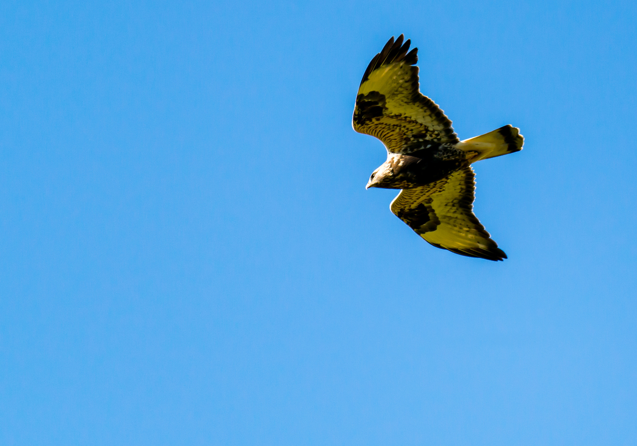 Sigma 150-600mm F5-6.3 DG OS HSM | S sample photo. Fjällvråk roug legged buzzard photography