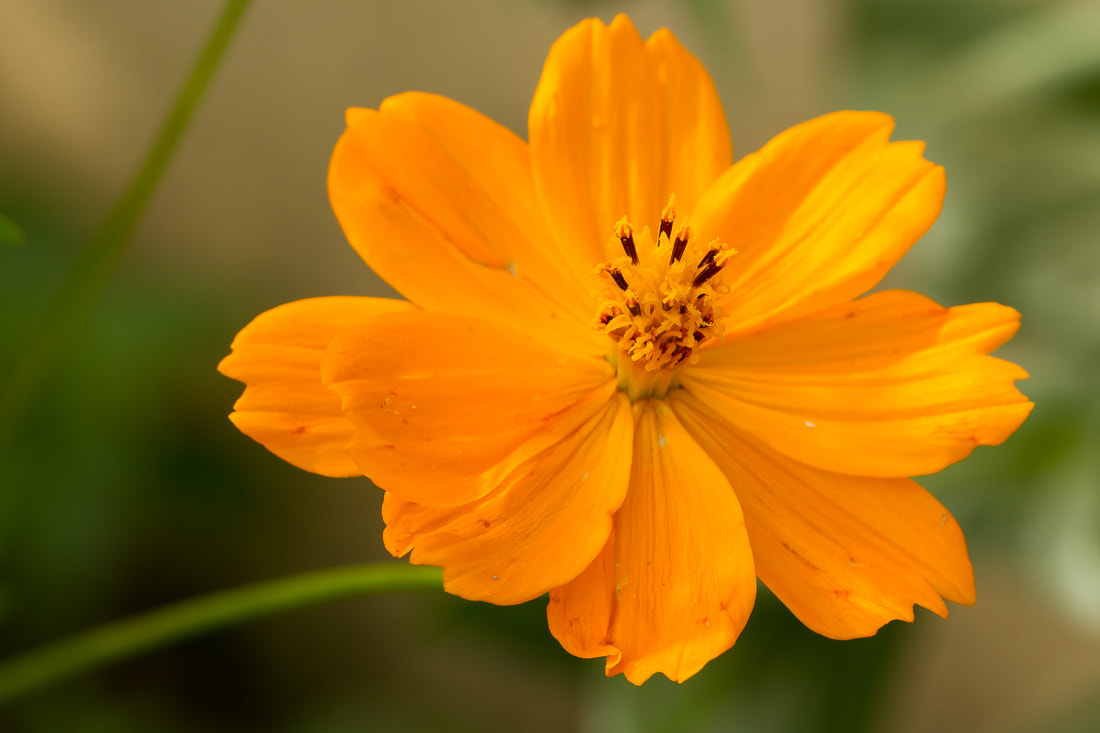 Canon EOS 7D + Canon EF 100mm F2.8L Macro IS USM sample photo. Orange flower photography