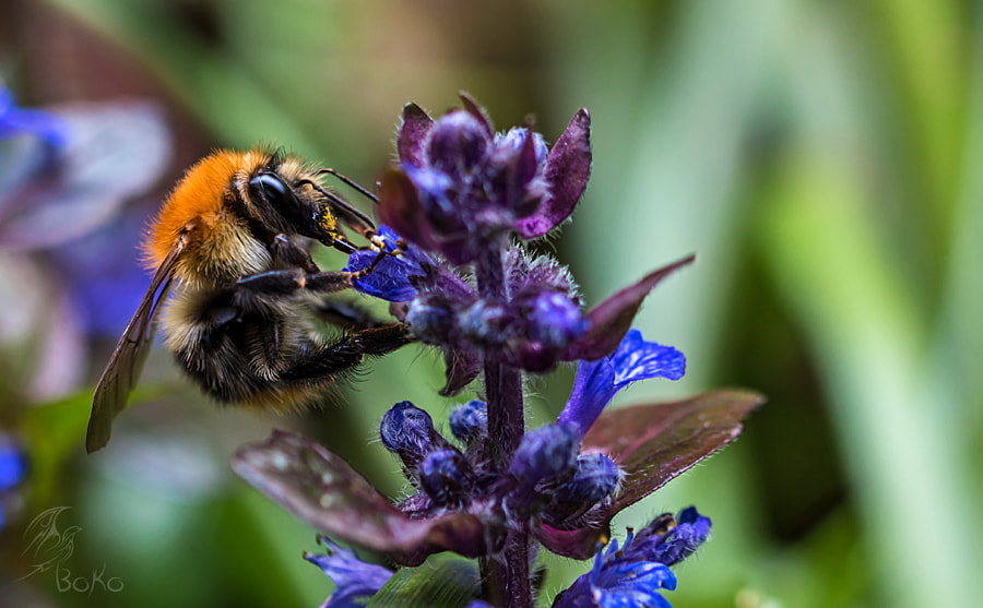 Canon EOS 70D + Canon EF 100mm F2.8L Macro IS USM sample photo. Foto 060 photography