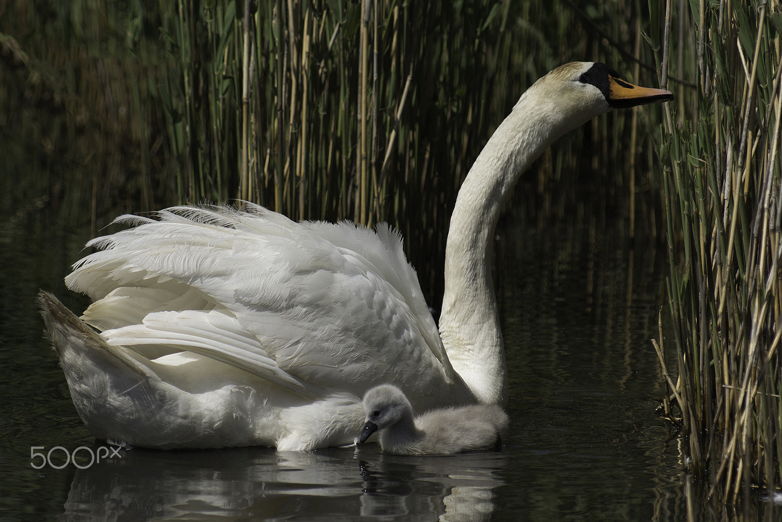 Sony 75-300mm F4.5-5.6 sample photo. Swan and cygnet # photography