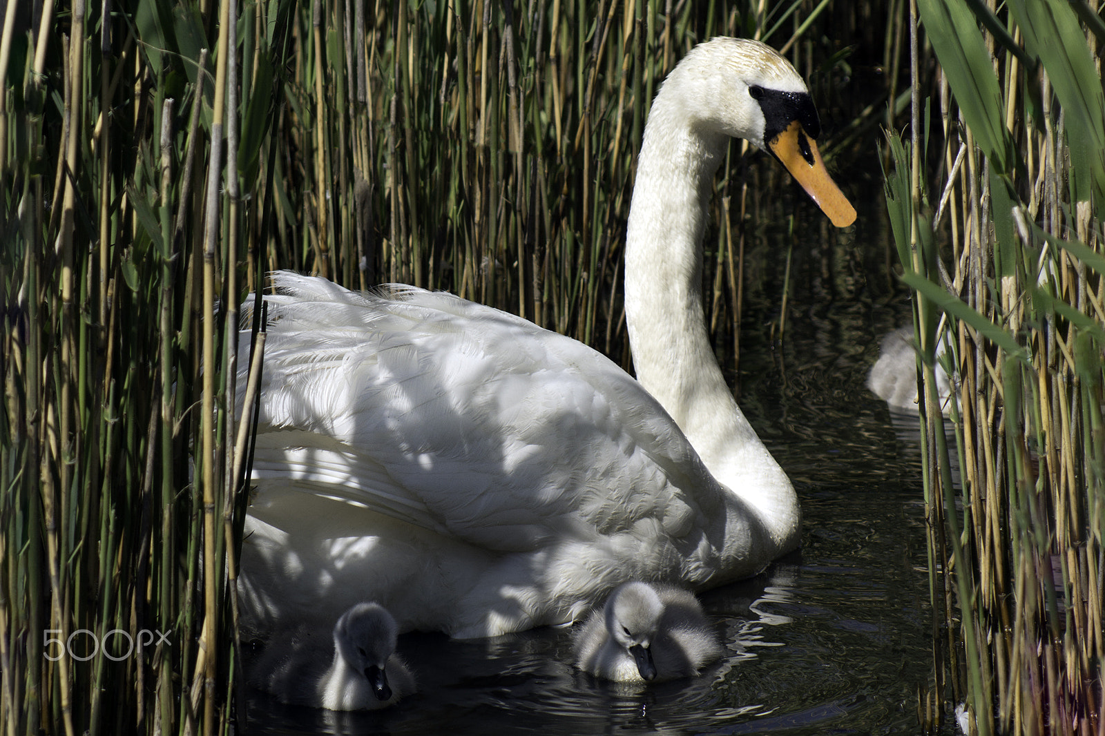 Sony 75-300mm F4.5-5.6 sample photo. Swan and cygnets # photography