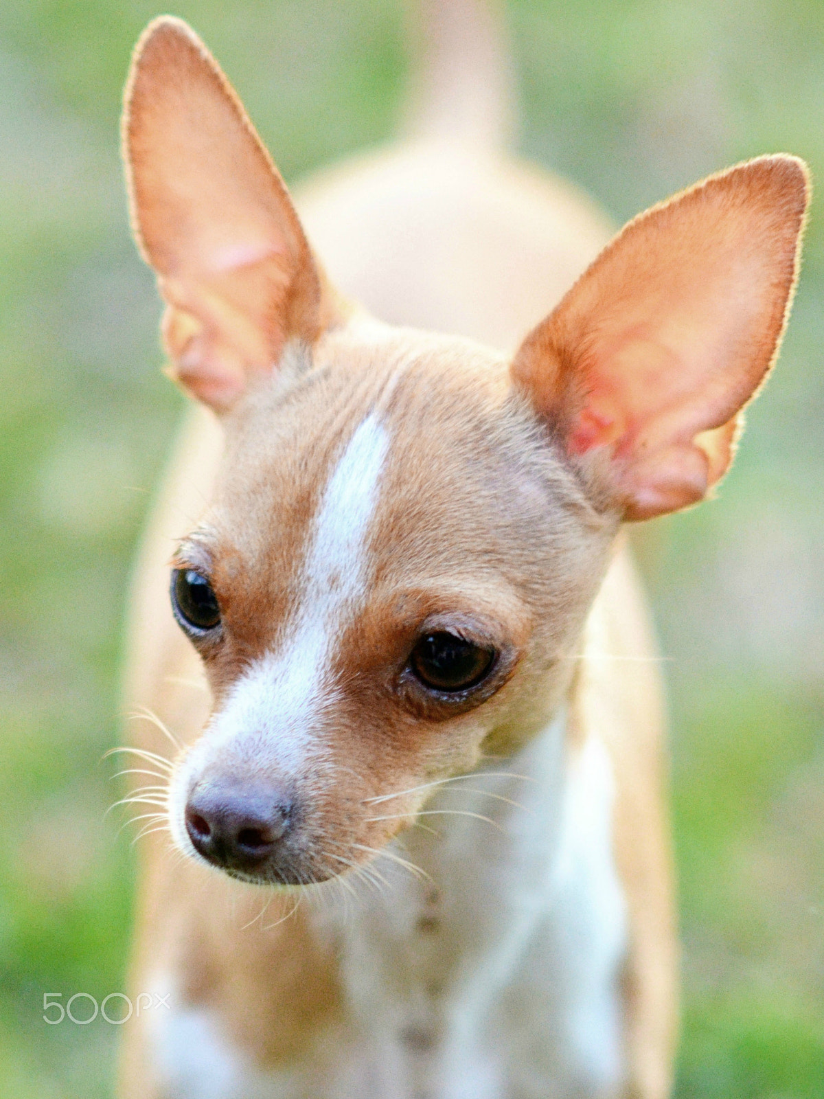 Nikon D7000 sample photo. Chihuahua pup photography