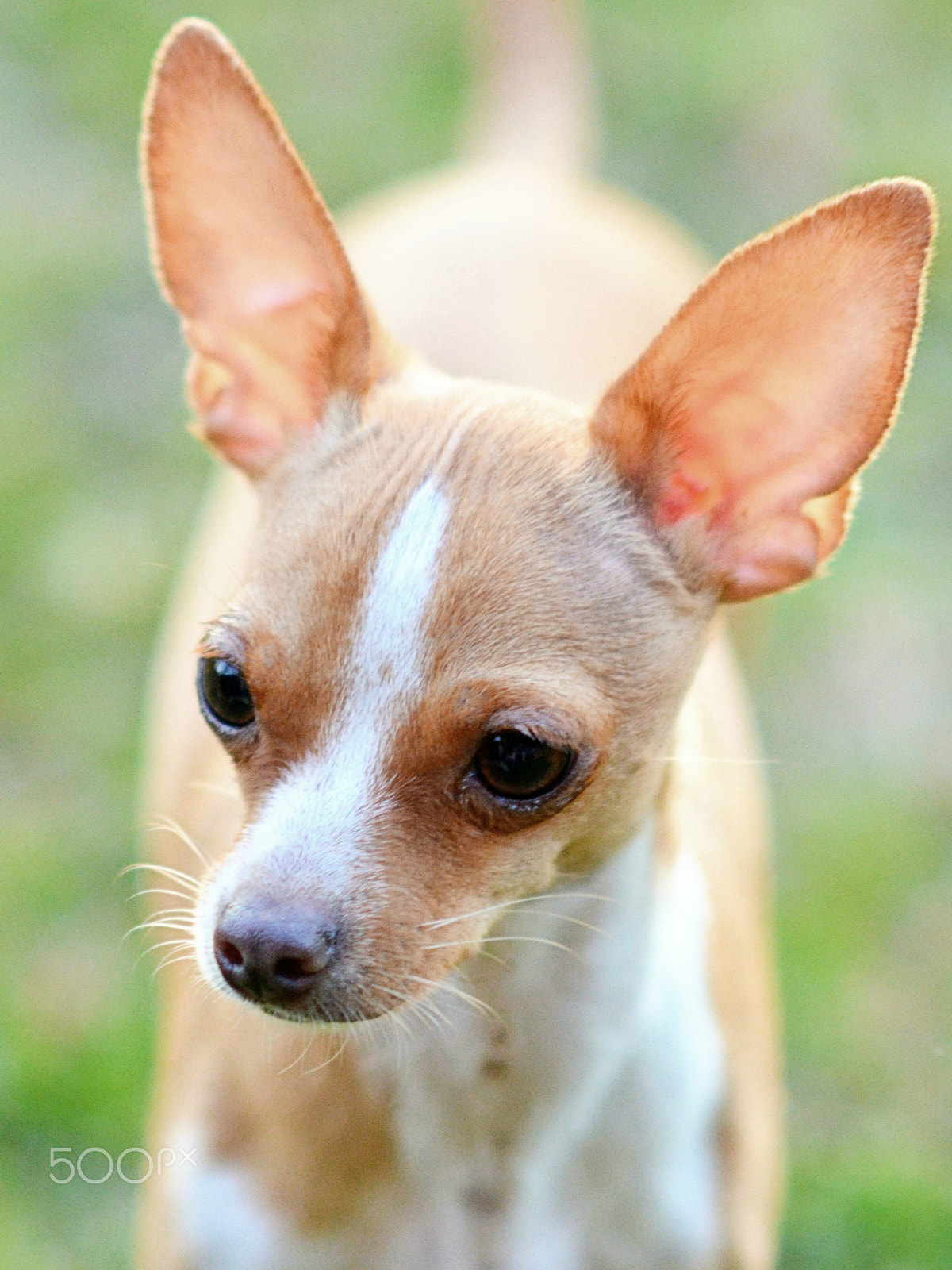 Nikon D7000 + AF DC-Nikkor 135mm f/2D sample photo. Chihuahua pup photography