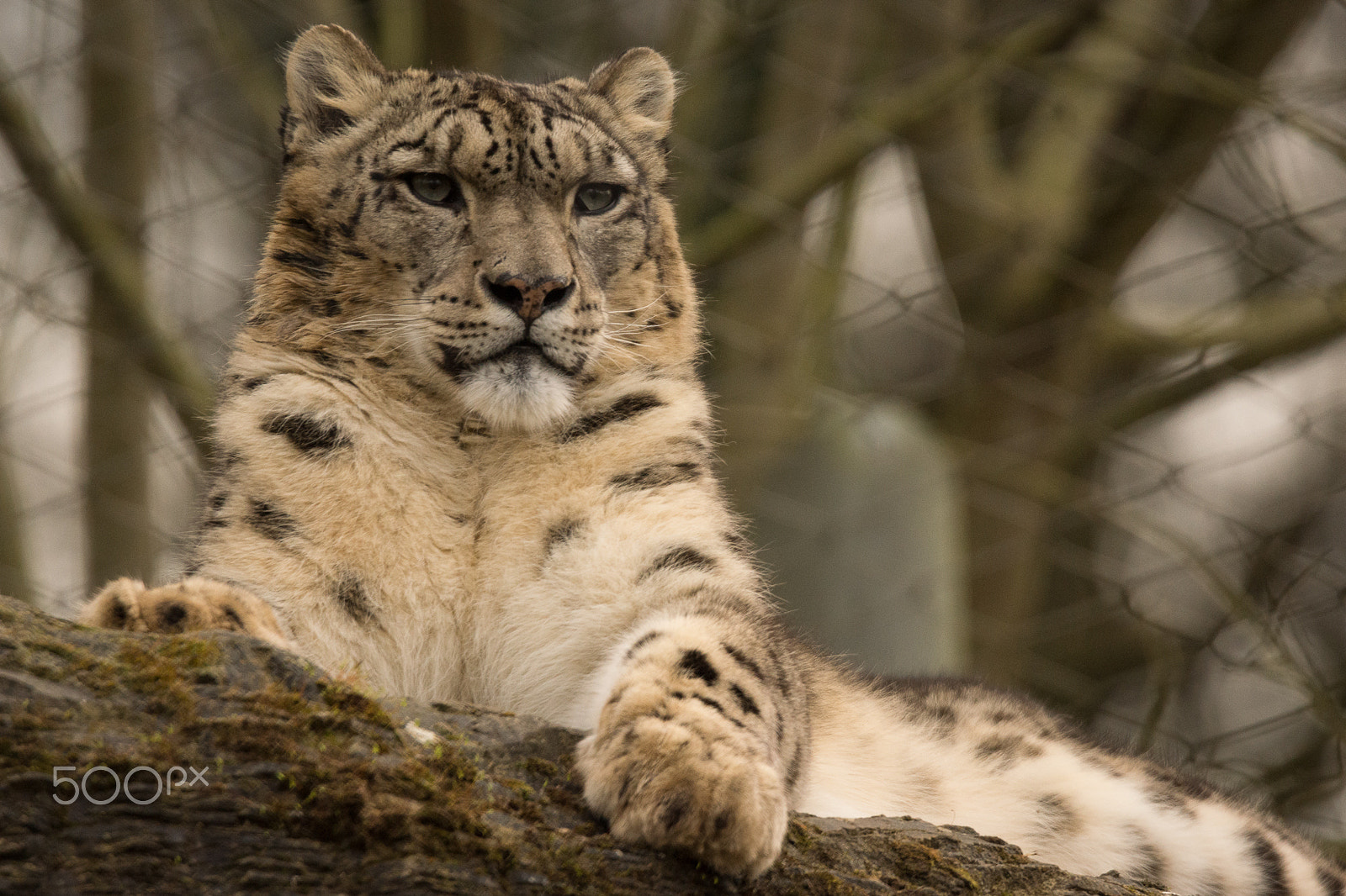 Sony SLT-A65 (SLT-A65V) + Tamron SP 150-600mm F5-6.3 Di VC USD sample photo. Snow leopard # photography