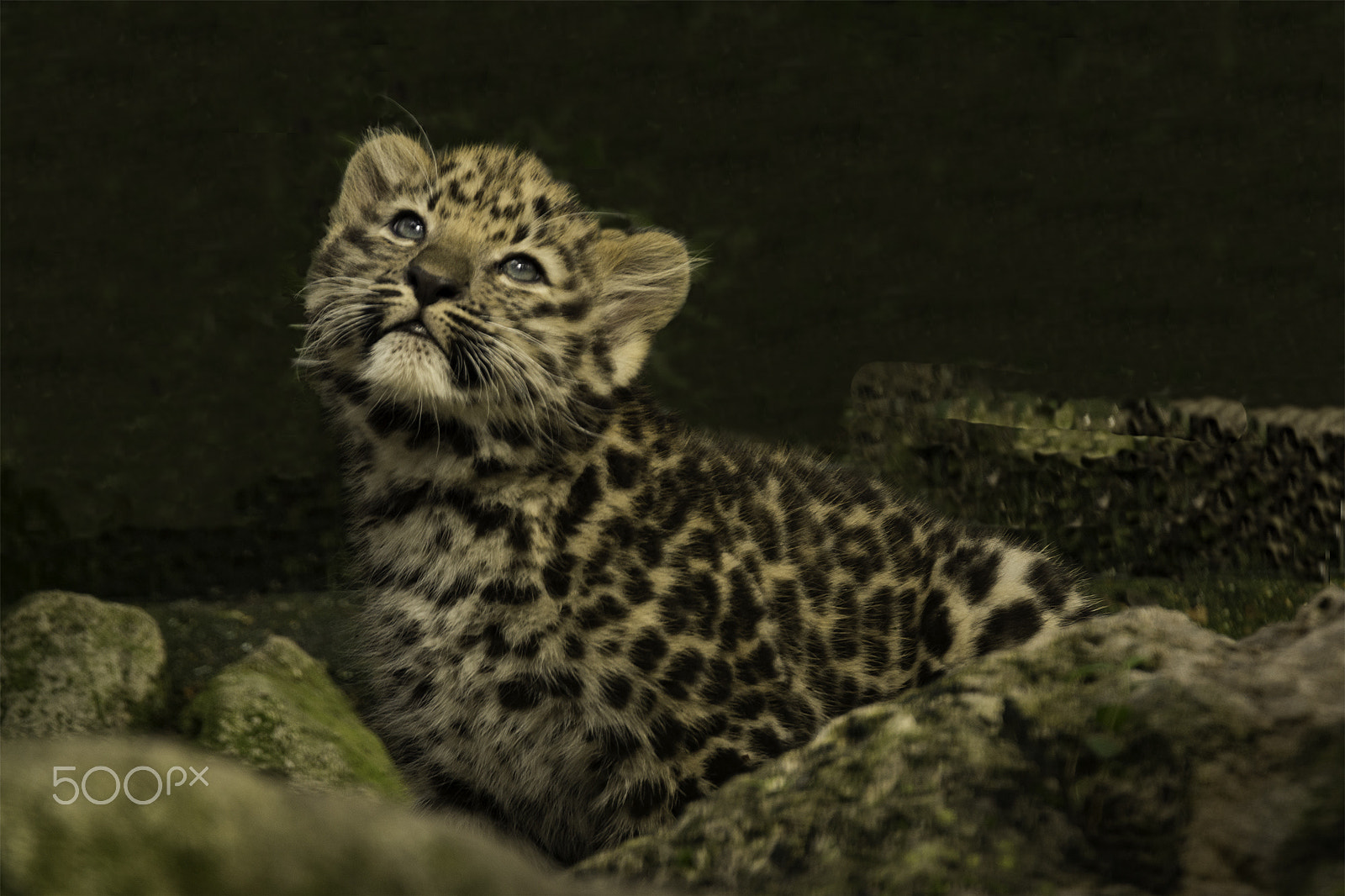 Sony SLT-A65 (SLT-A65V) sample photo. Amur leopard cub # photography