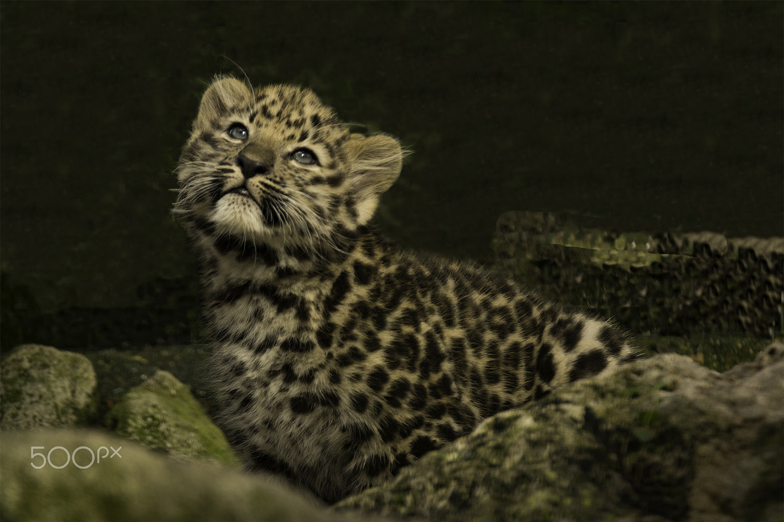 Sony SLT-A65 (SLT-A65V) + Tamron SP 150-600mm F5-6.3 Di VC USD sample photo. Amur leopard cub # photography