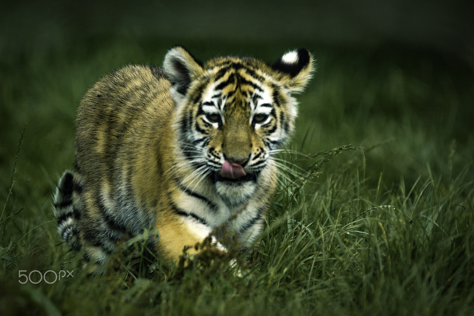 Sony SLT-A65 (SLT-A65V) + Tamron SP 150-600mm F5-6.3 Di VC USD sample photo. Amur tiger cub #1 photography