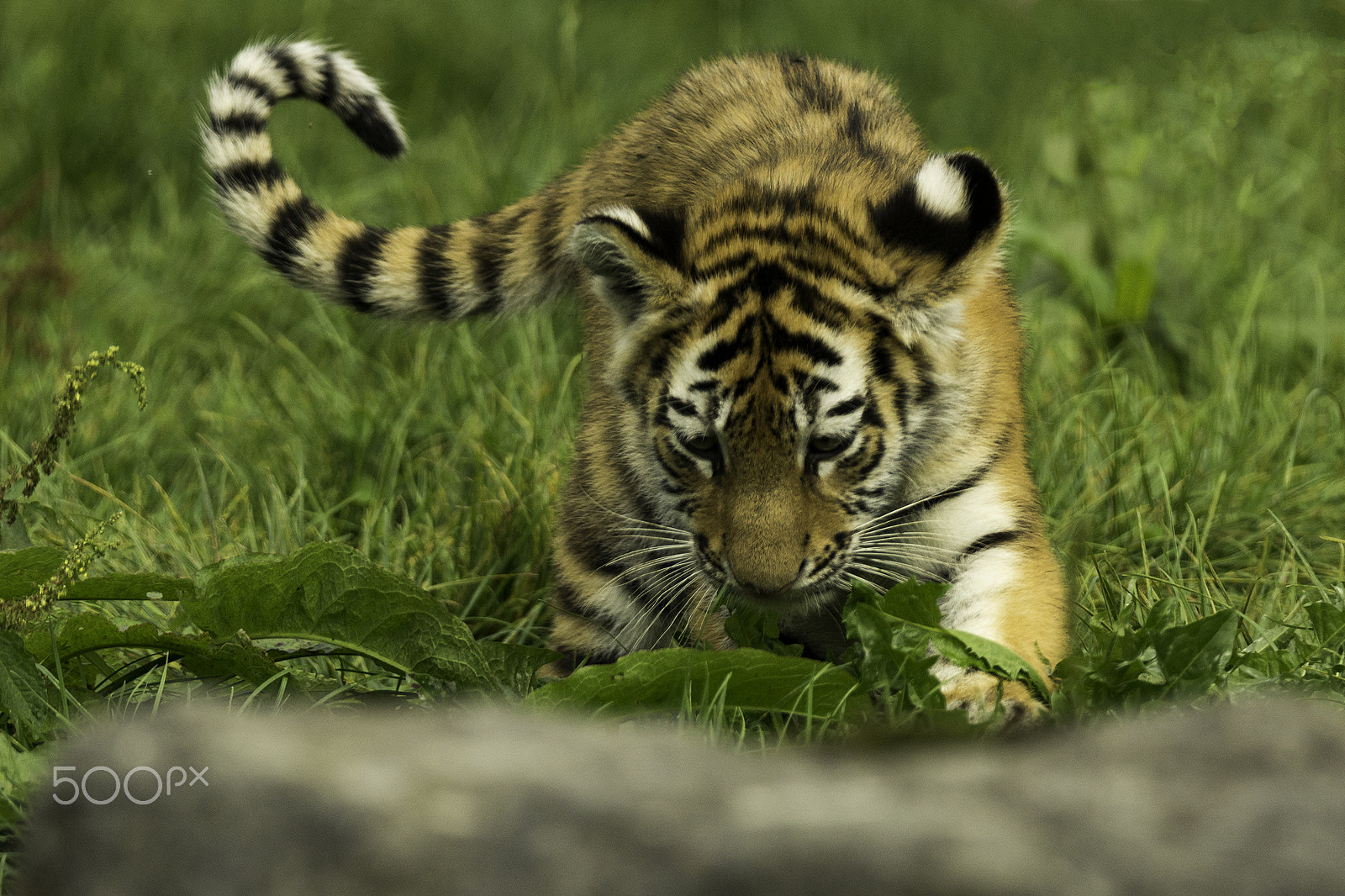 Sony SLT-A65 (SLT-A65V) sample photo. Amur tiger cub #2 photography