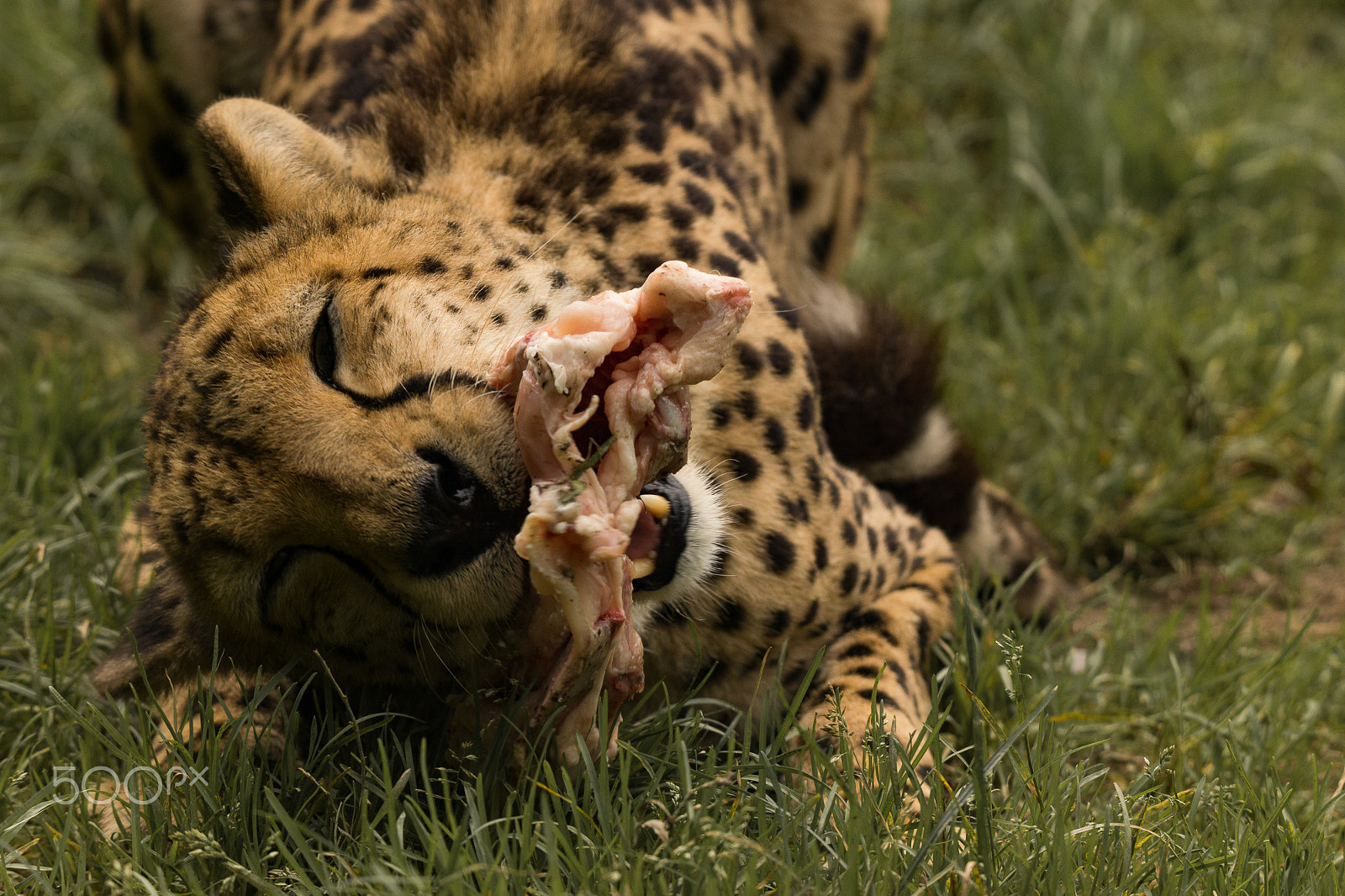 Sony SLT-A65 (SLT-A65V) + Tamron SP 150-600mm F5-6.3 Di VC USD sample photo. Cheetah # photography