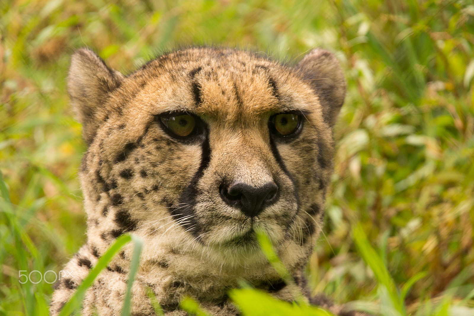 Sony SLT-A65 (SLT-A65V) + Tamron SP 150-600mm F5-6.3 Di VC USD sample photo. Cheetah # photography