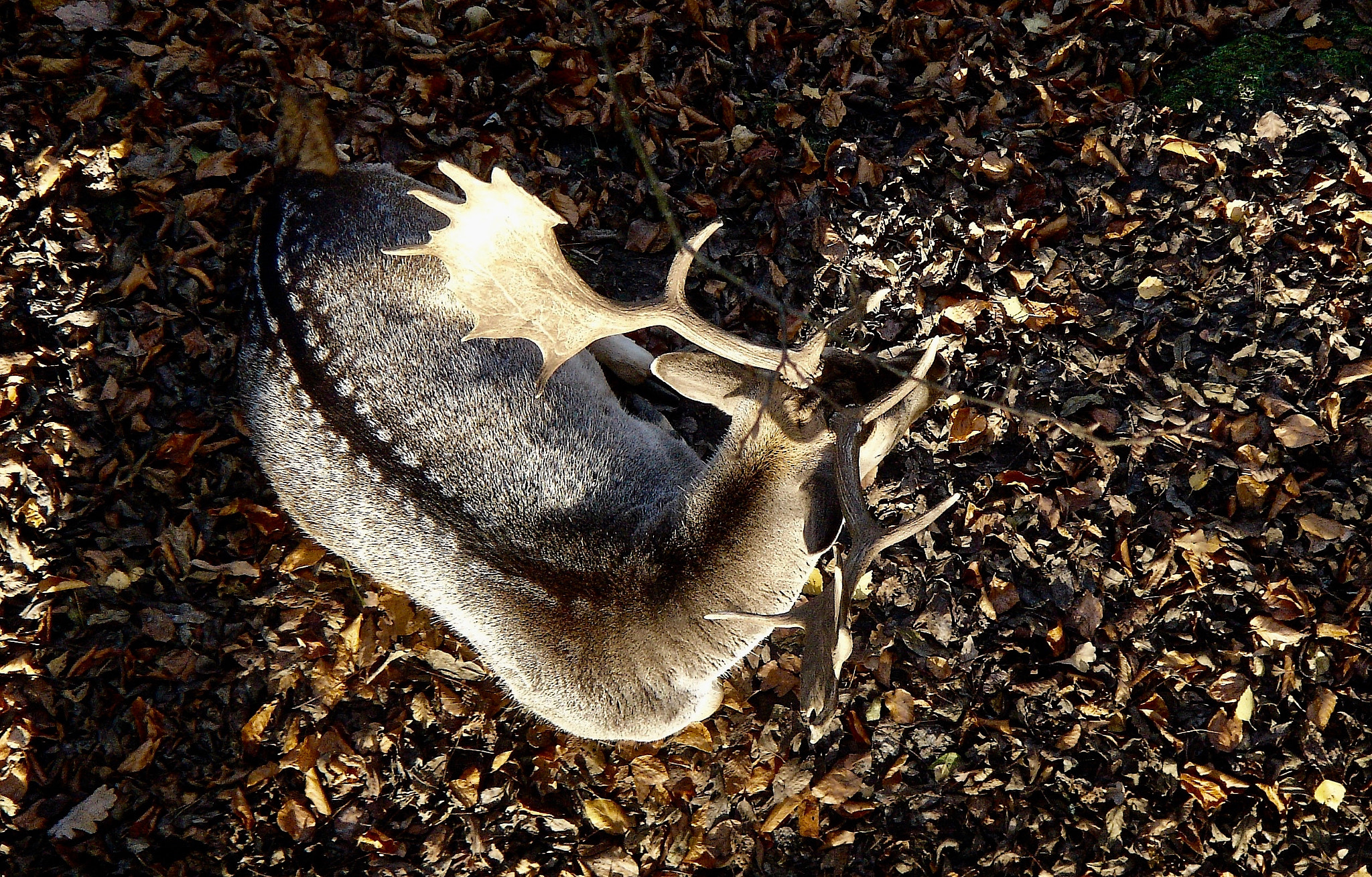 Sony DSC-M2 sample photo. Deer photography