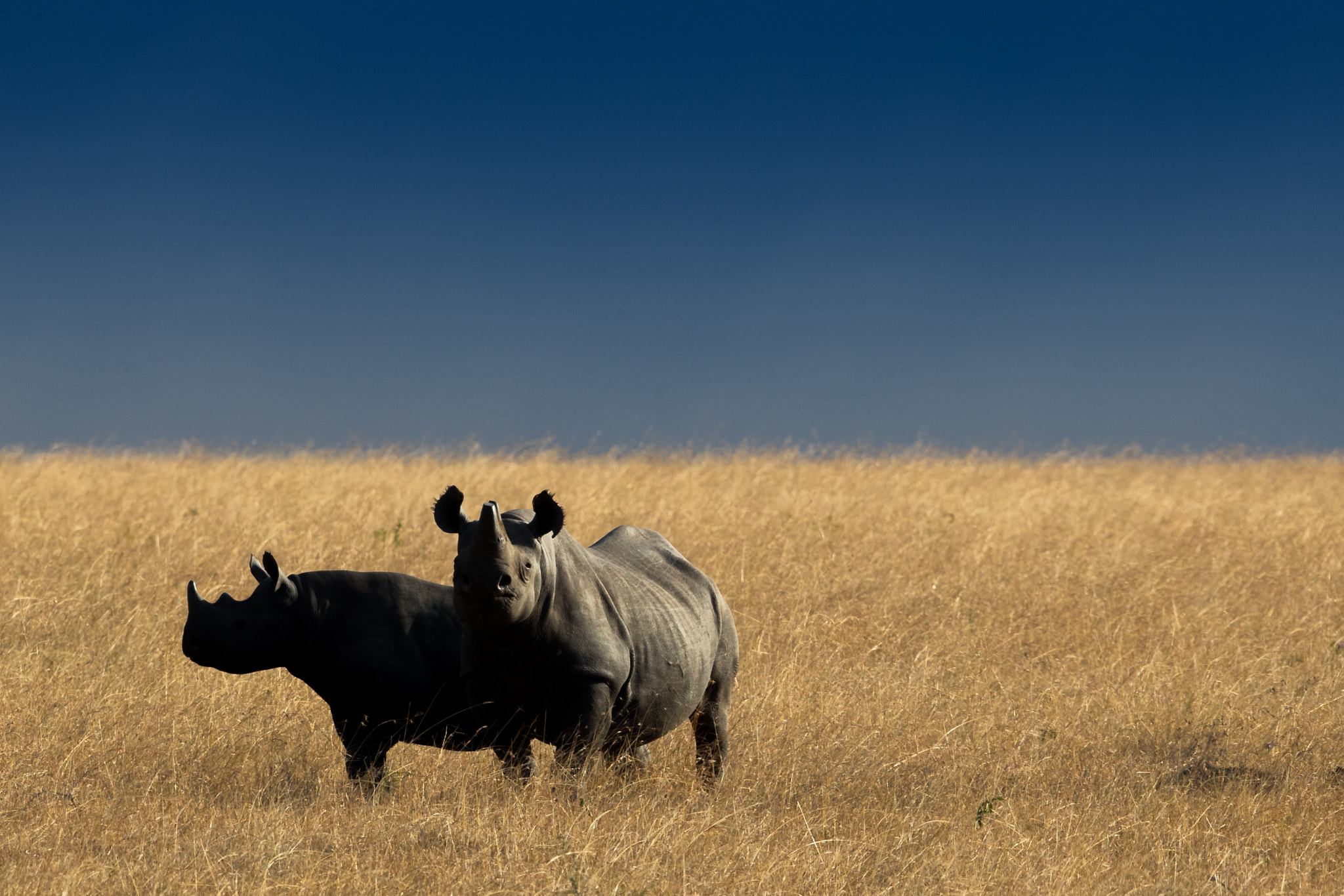 Canon EF 500mm F4L IS II USM sample photo. Rhino .. photography