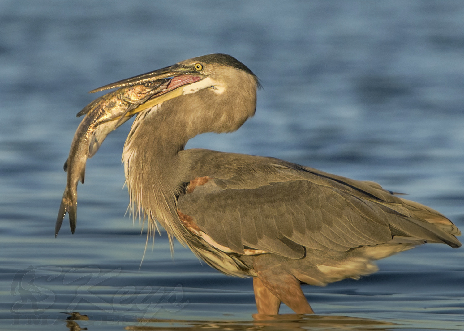 Sigma 500mm F4.5 EX DG HSM sample photo. Any last words? (great blue heron) photography