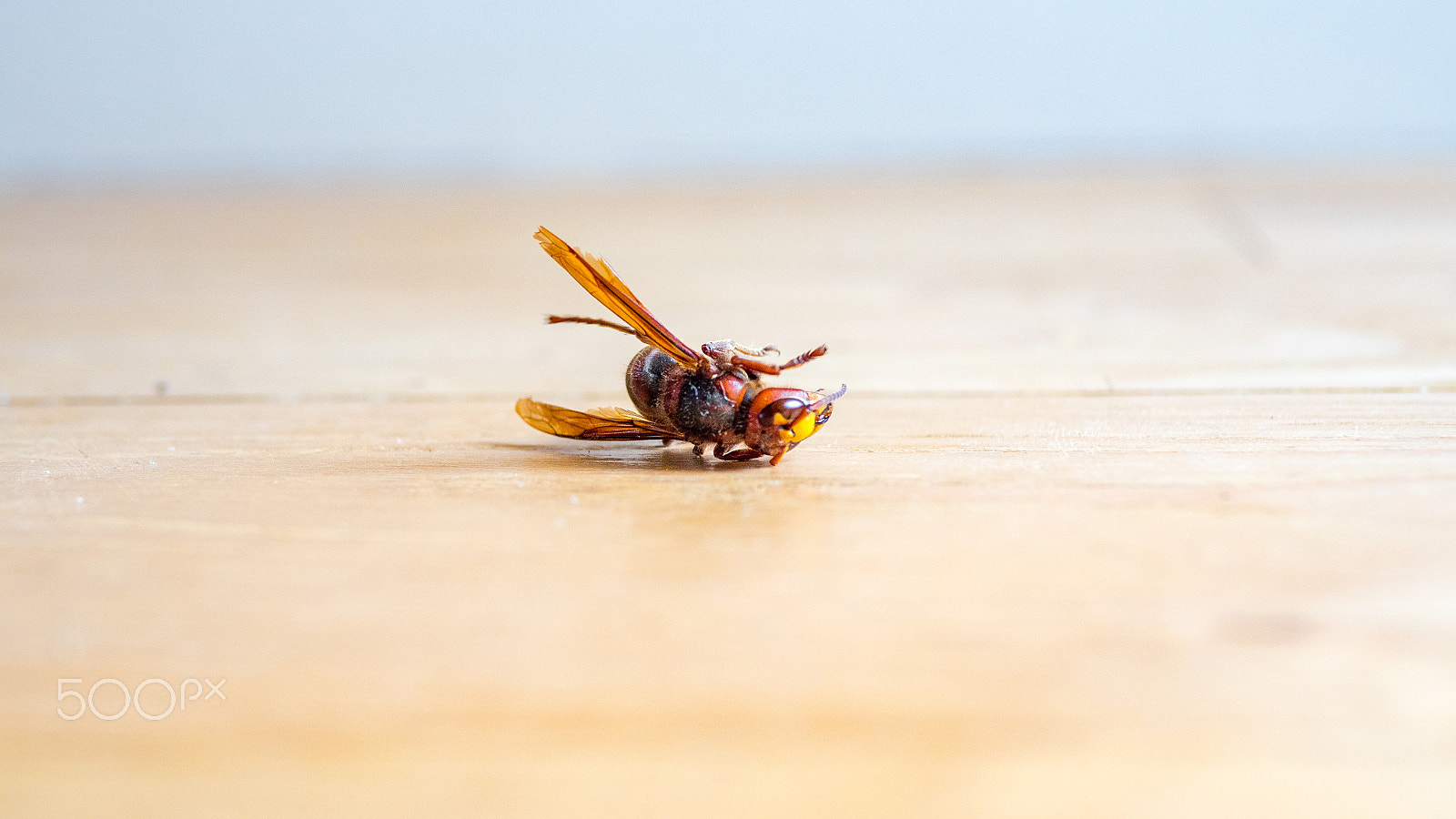 Panasonic Lumix DMC-GH4 + Panasonic Leica DG Summilux 25mm F1.4 II ASPH sample photo. Dead european hornet vespa crabro photography