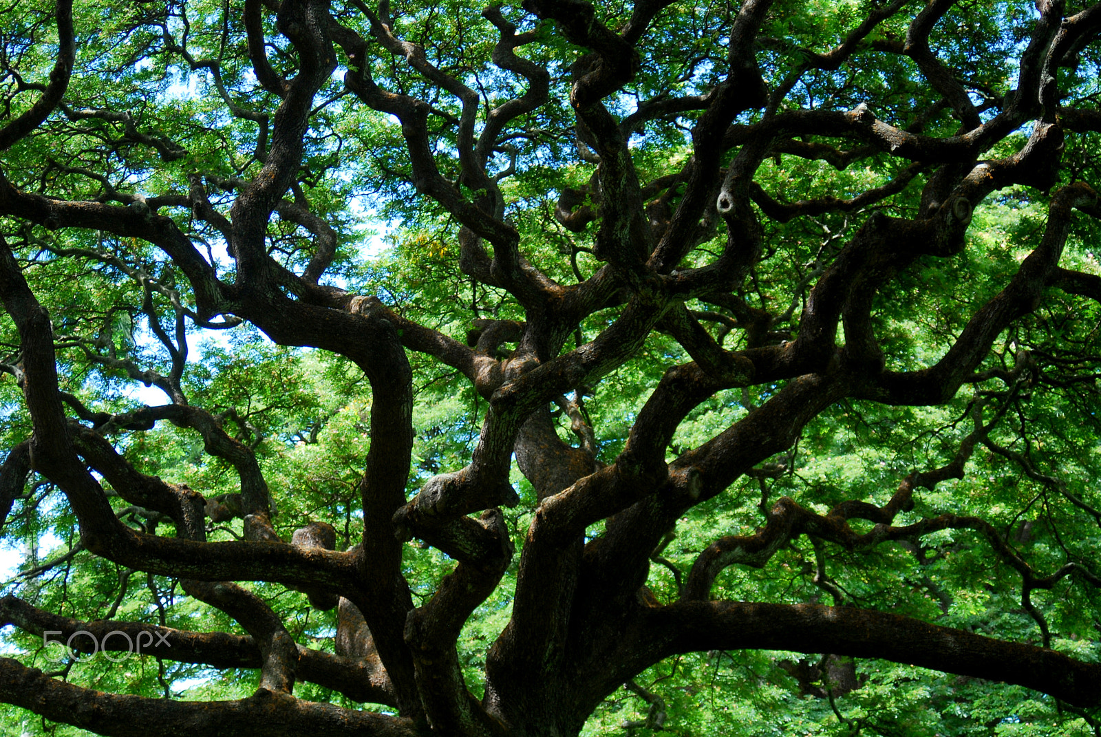 AF Zoom-Nikkor 28-80mm f/3.3-5.6G sample photo. Tangled web photography