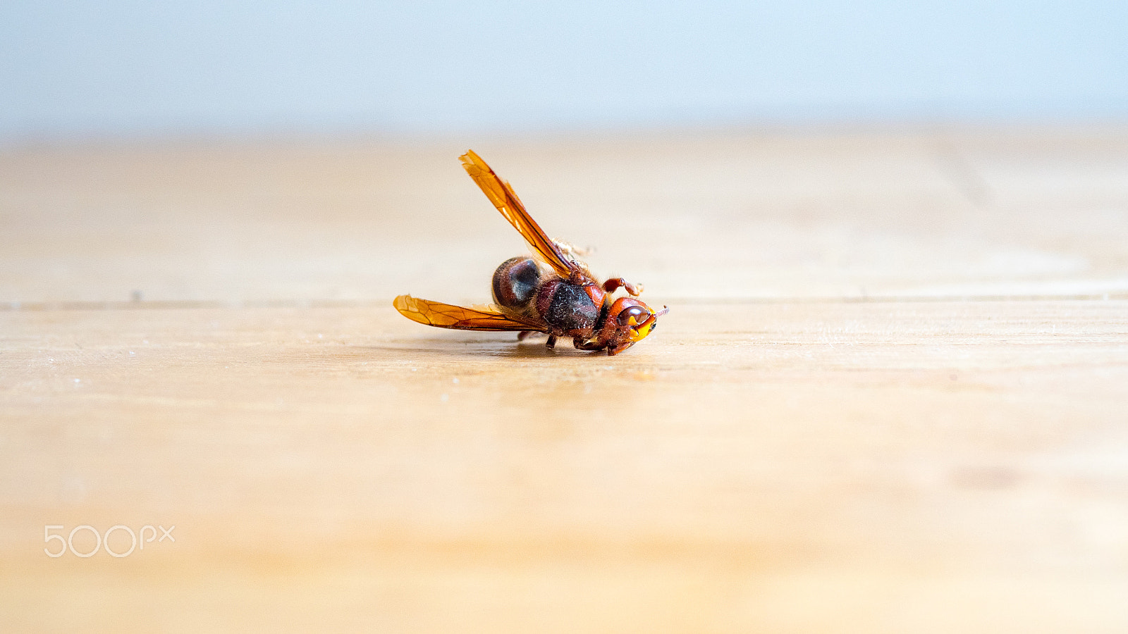 Panasonic Lumix DMC-GH4 + Panasonic Leica DG Summilux 25mm F1.4 II ASPH sample photo. Dead european hornet vespa crabro photography