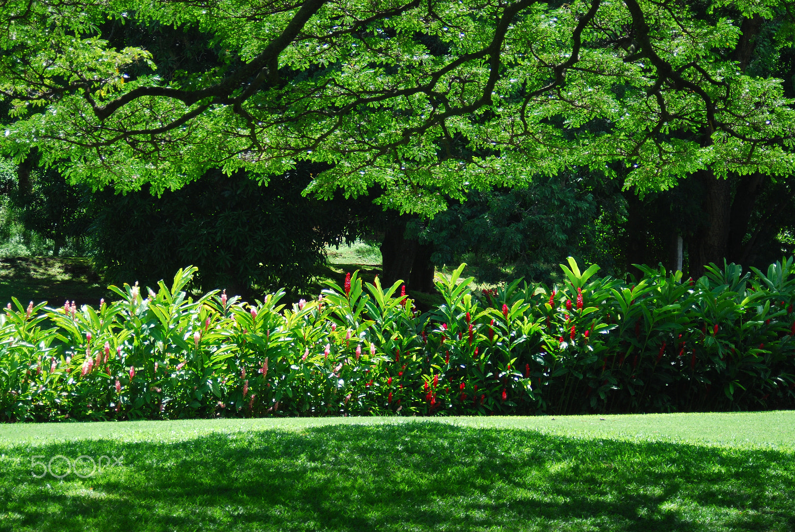 AF Zoom-Nikkor 28-80mm f/3.3-5.6G sample photo. Edge of the gardens photography