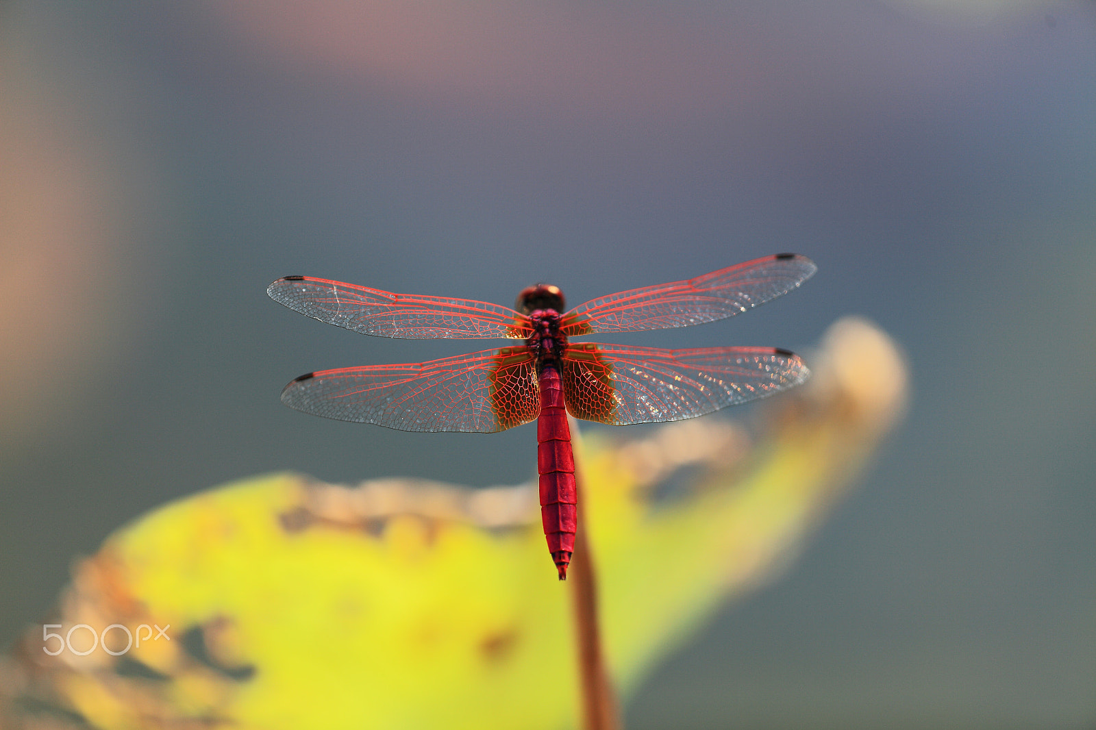 Canon EOS 5D Mark II sample photo. Red dragonfly photography