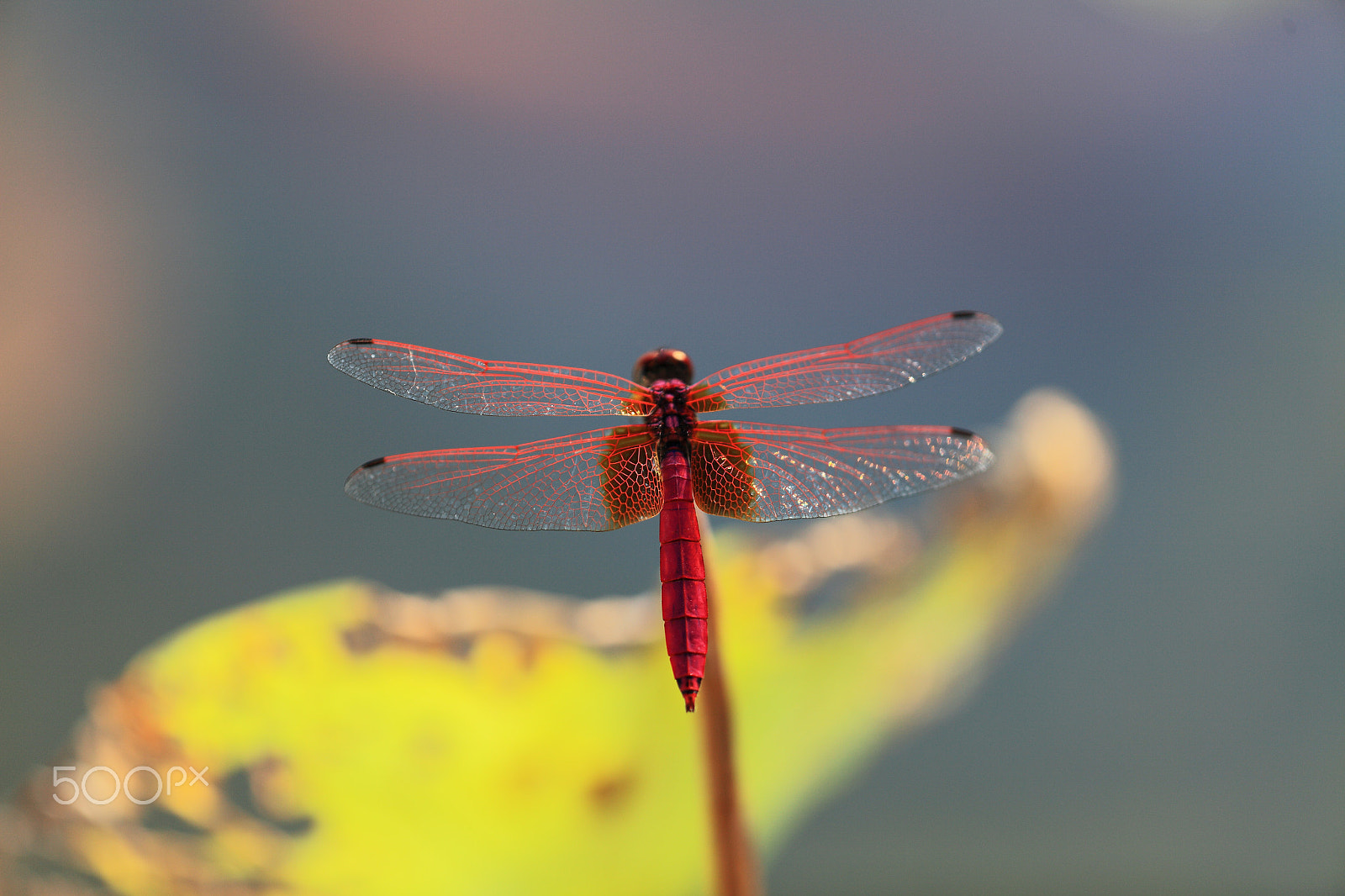 Canon EF 180mm F3.5L Macro USM sample photo. Red dragonfly photography