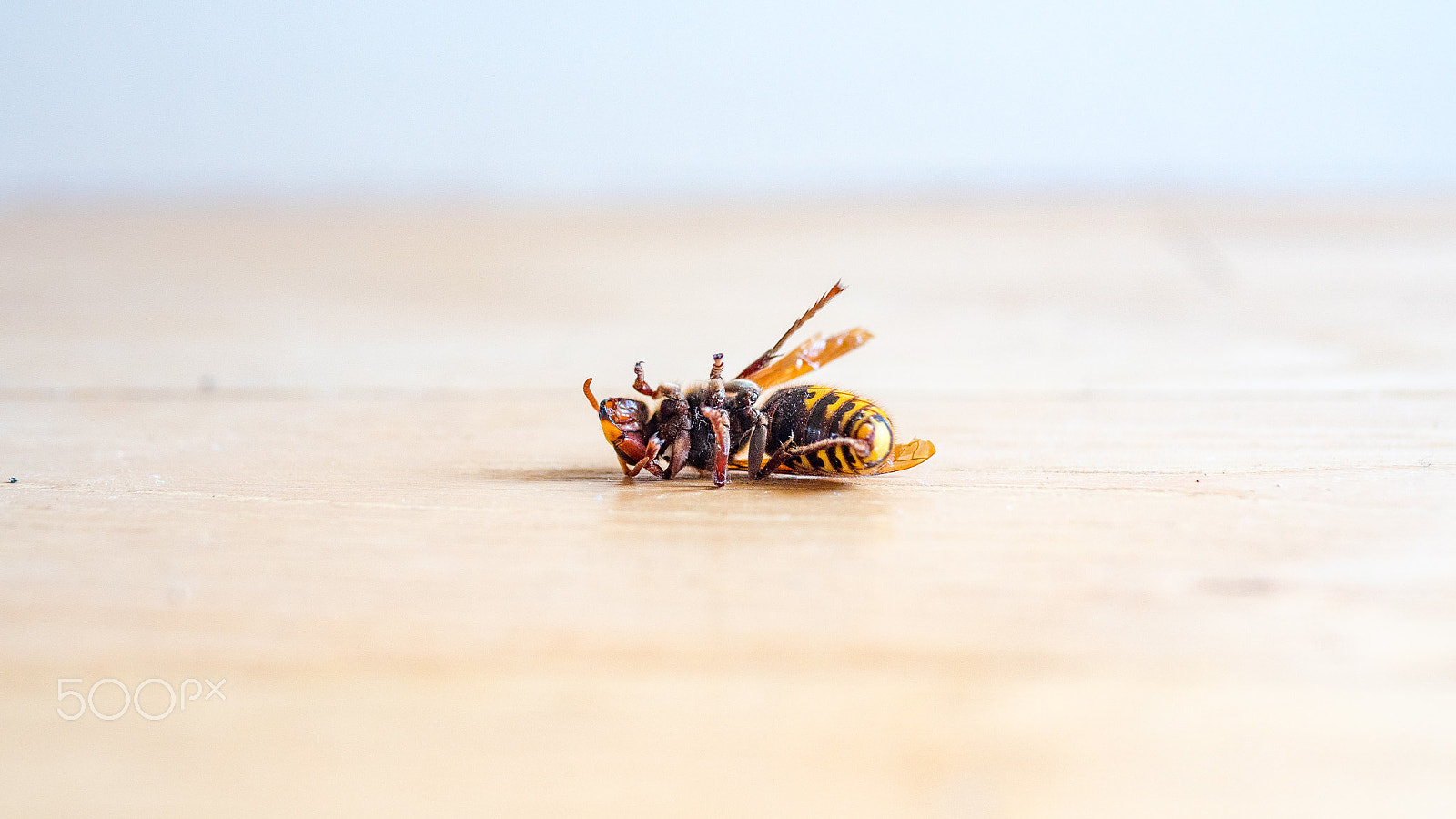 Panasonic Lumix DMC-GH4 + Panasonic Leica DG Summilux 25mm F1.4 II ASPH sample photo. Dead european hornet vespa crabro photography