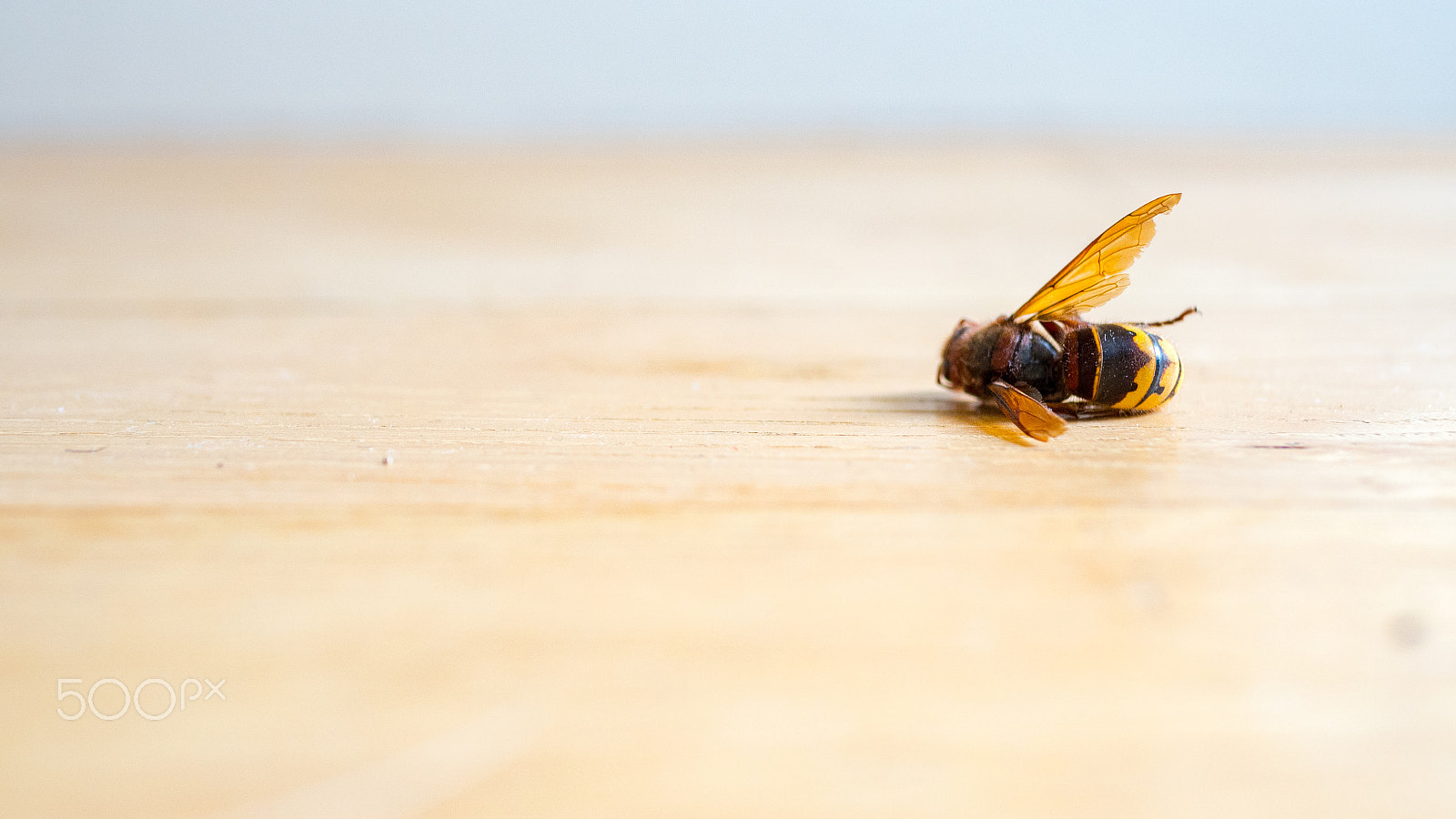 Panasonic Lumix DMC-GH4 + Panasonic Leica DG Summilux 25mm F1.4 II ASPH sample photo. Dead european hornet vespa crabro photography